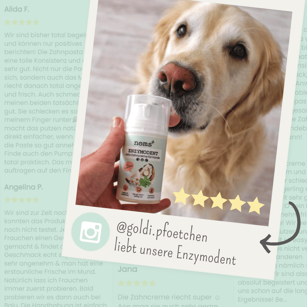 noms+ – Enzymodent: Enzymatische Zahnpasta für Hunde