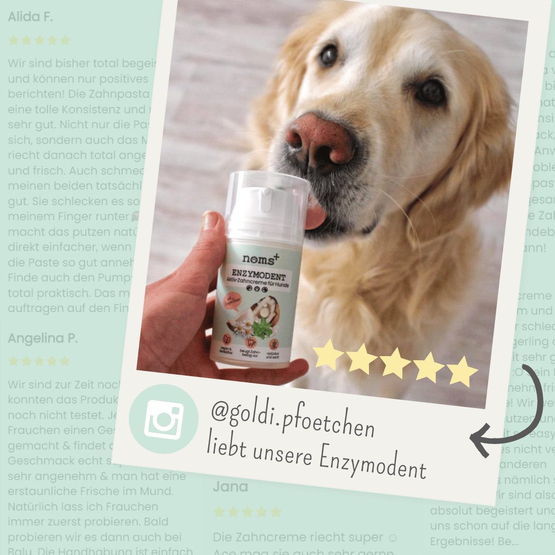 noms+ – Enzymodent: Enzymatische Zahnpasta für Hunde