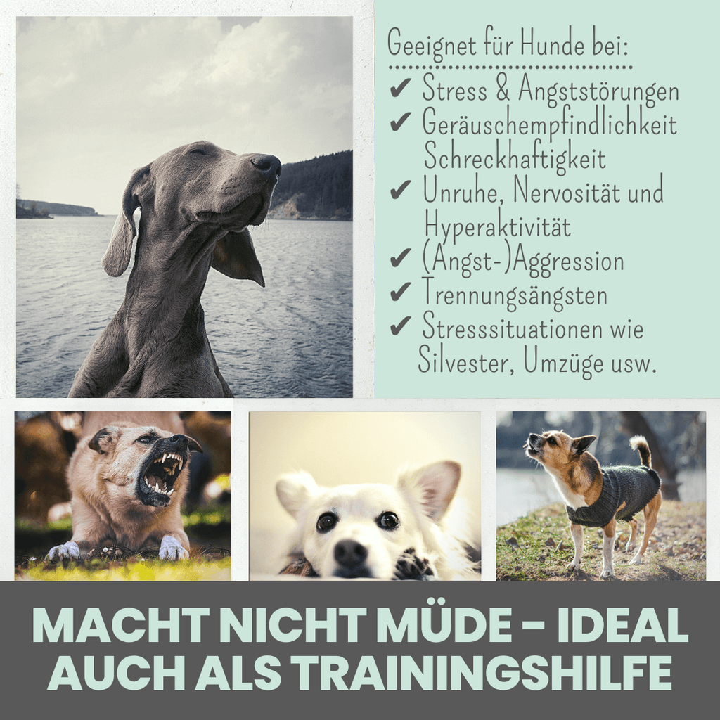 noms+ – Wohlfühlsnacks für Hunde