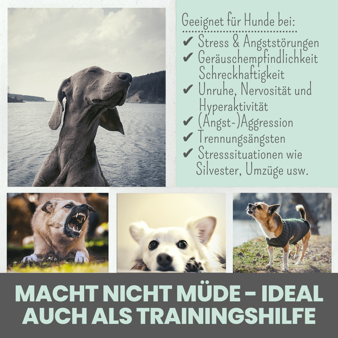 noms+ – Wohlfühlsnacks für Hunde