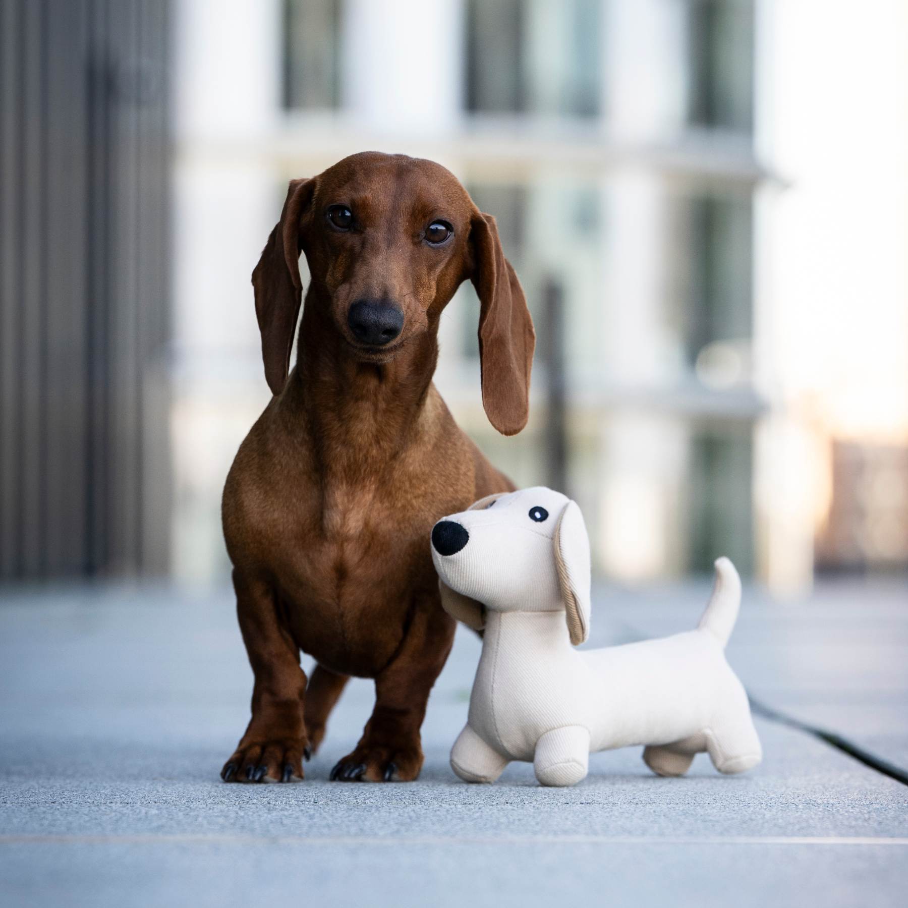 Woofstuff – Hundespielzeug Dackel Pepe