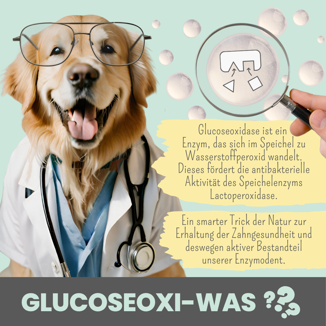 noms+ – Enzymodent: Enzymatische Zahnpasta für Hunde