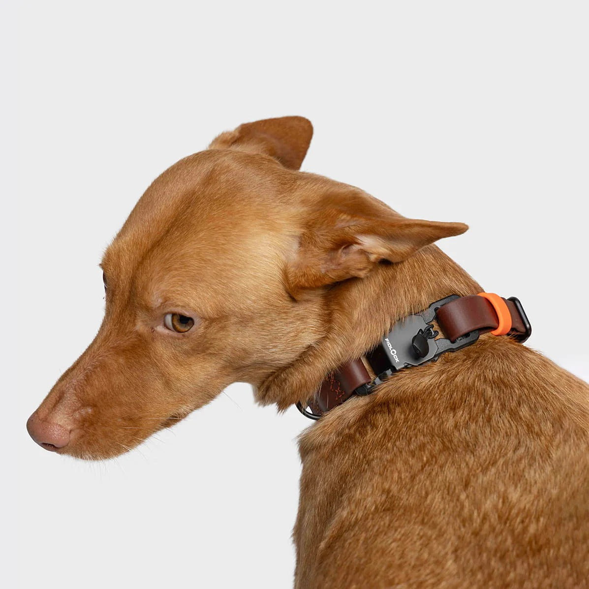 CLOUD7 - Hundehalsband BioThane Ipanema