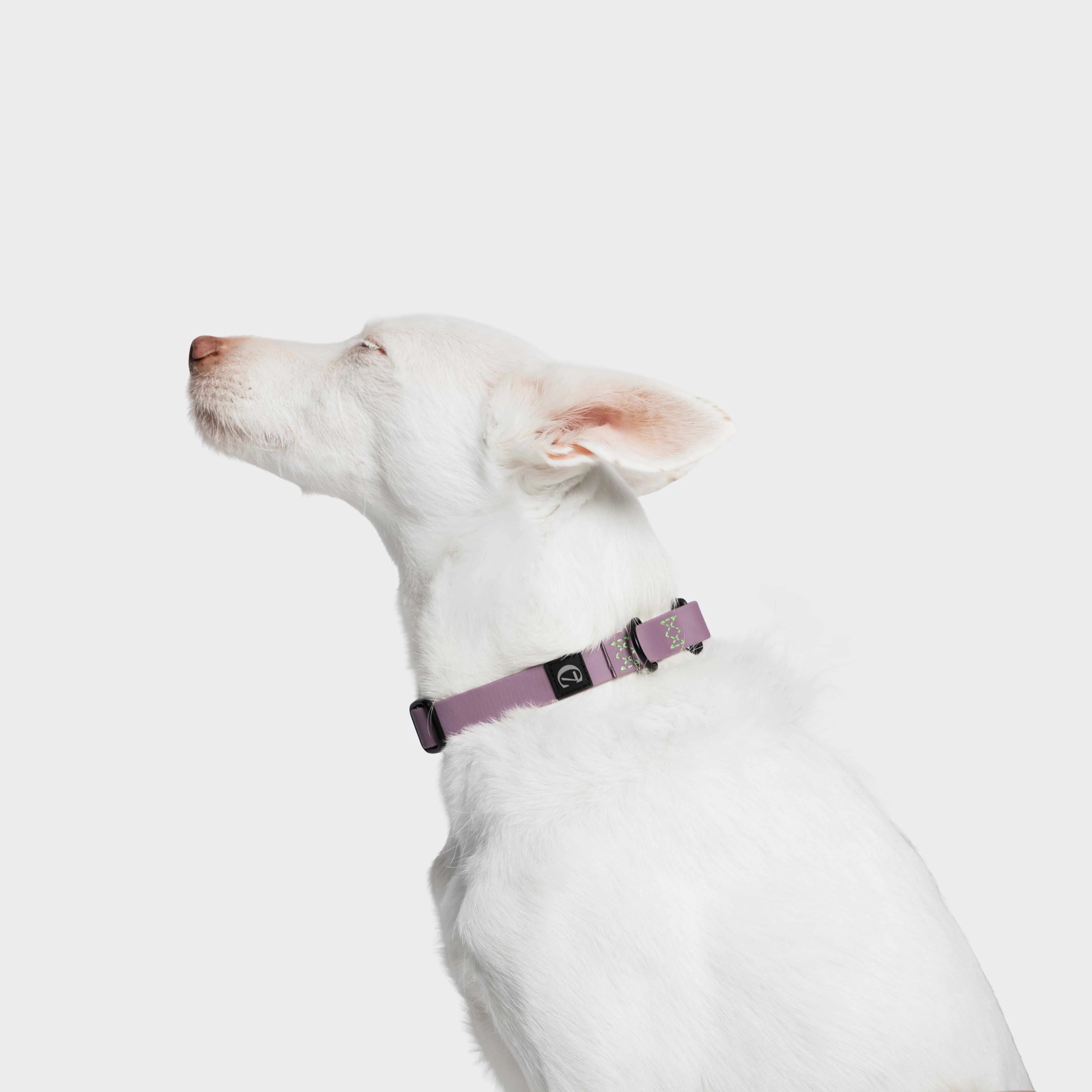 CLOUD7 - Hundehalsband BioThane Ipanema