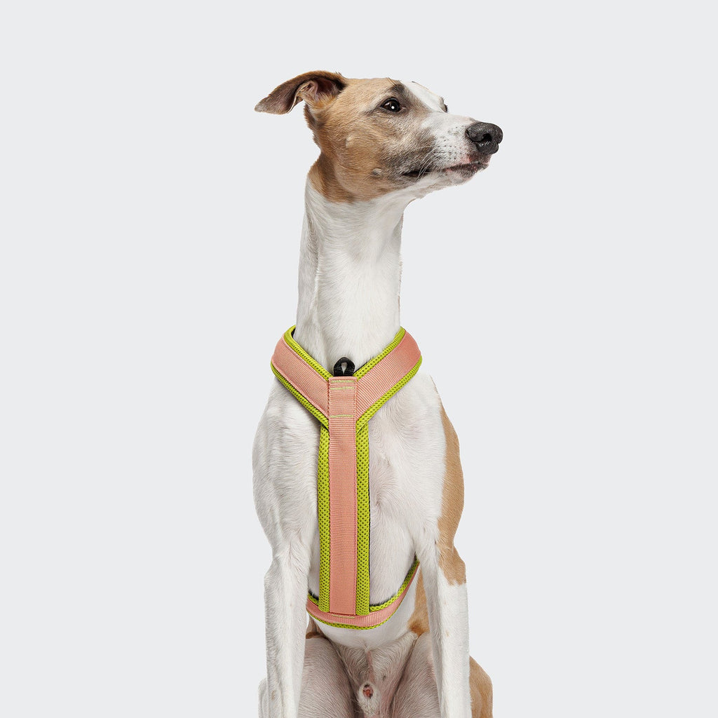 CLOUD7 - Y-1 Geschirr AKTIV Air-Mesh Peach