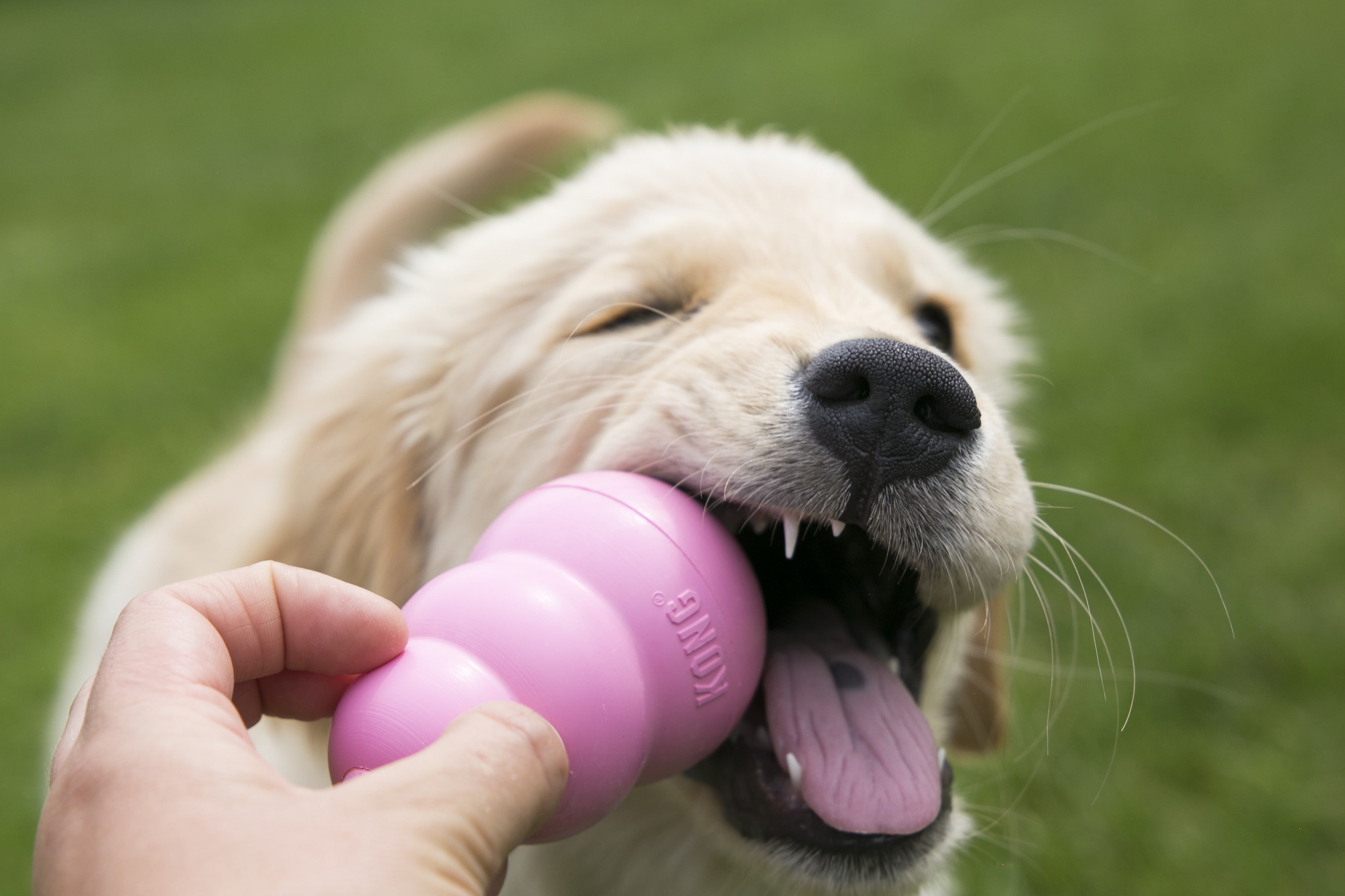 KONG Puppy Pink