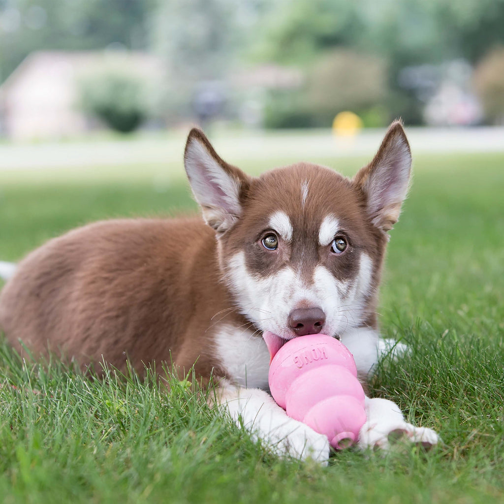 KONG Puppy Blue