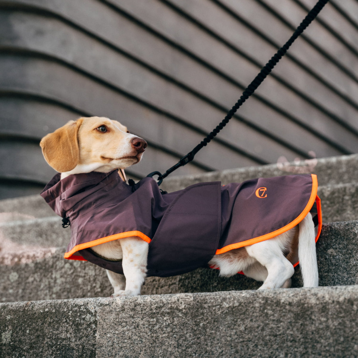 CLOUD7 - Hunderegenmantel Dackel AKTIV Aubergine/Orange
