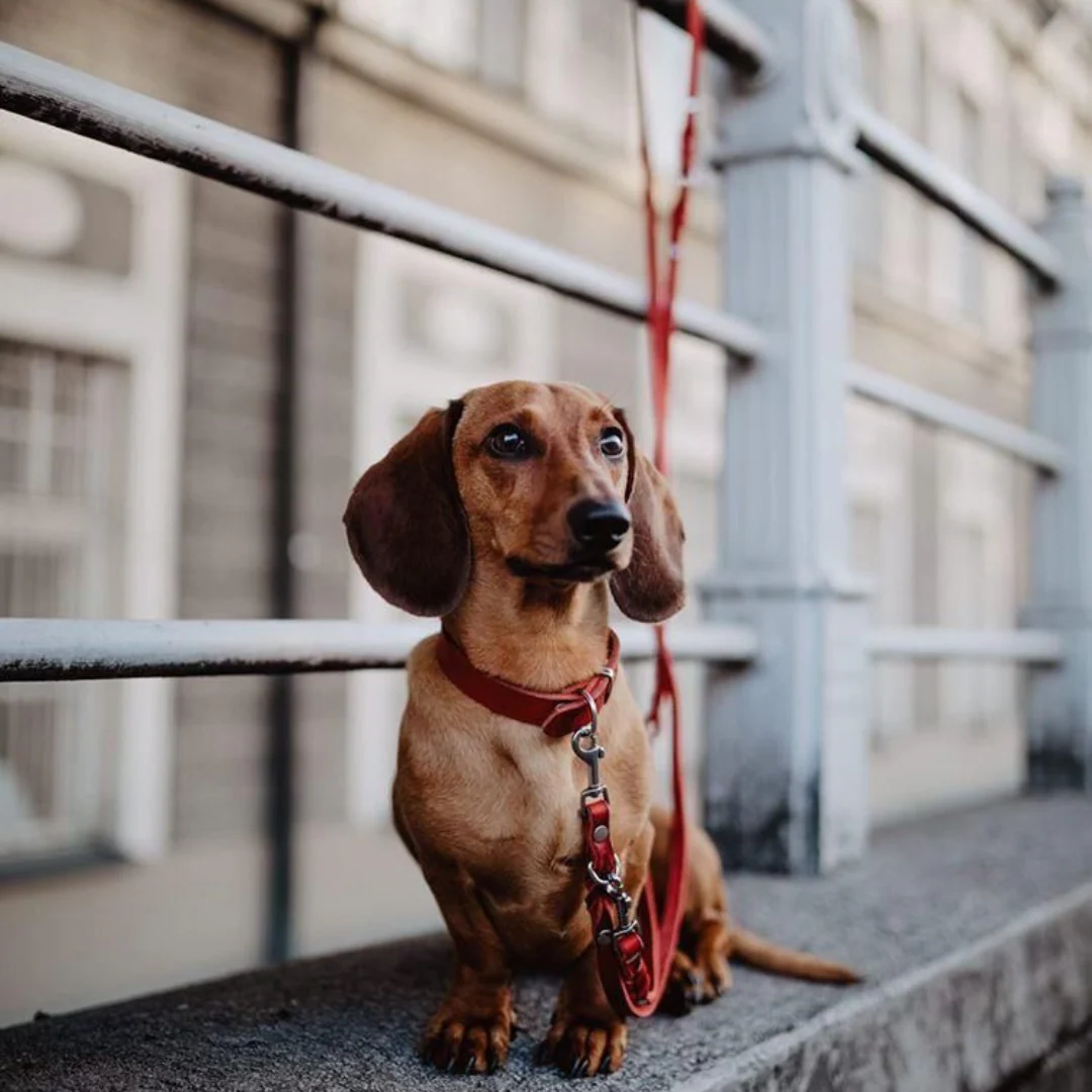 Molly and Stitch – Butter Hundeleine 3x verstellbar