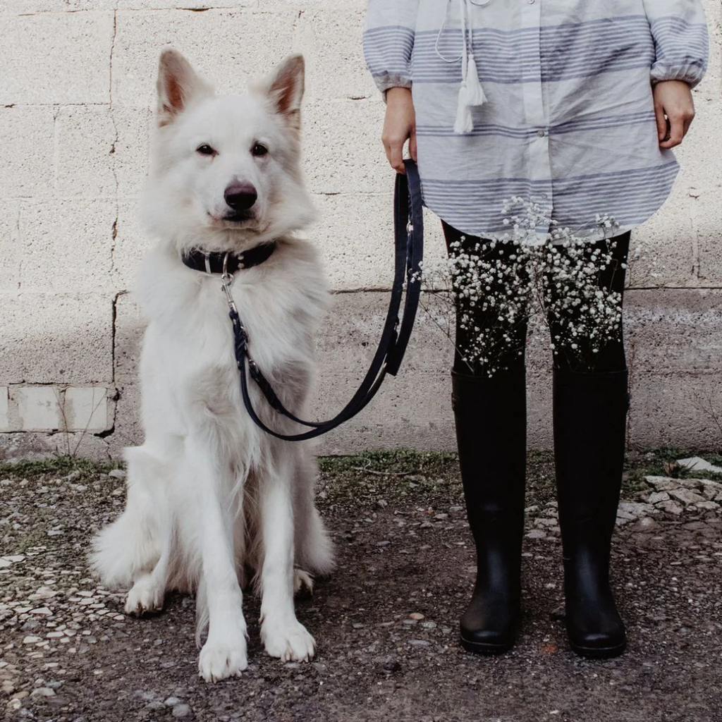 Molly and Stitch – Butter Hundeleine 3x verstellbar