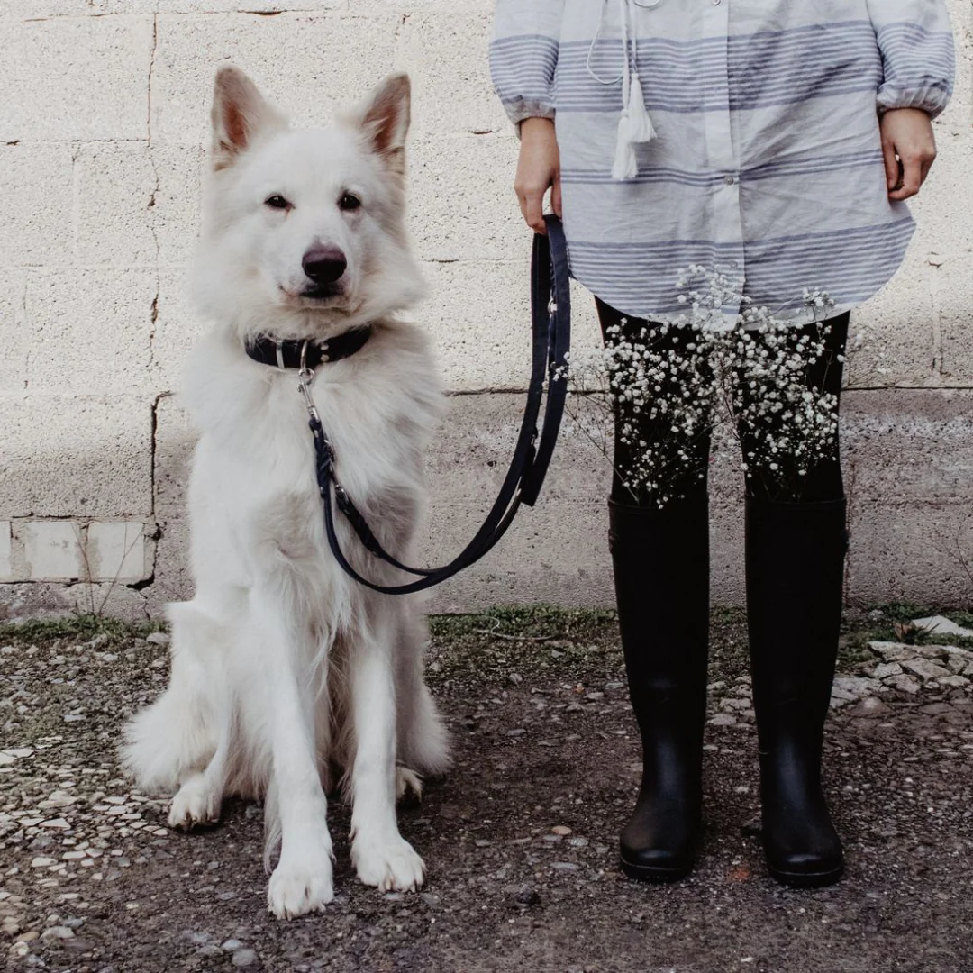 Molly and Stitch – Butter Hundeleine 3x verstellbar