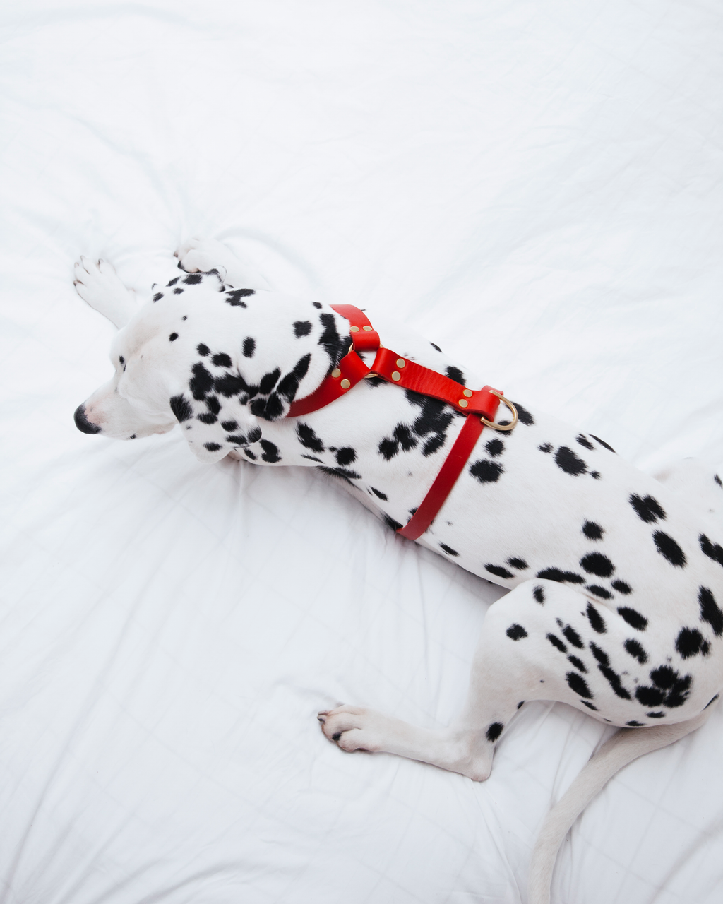 Molly and Stitch – Butter Y-Geschirr