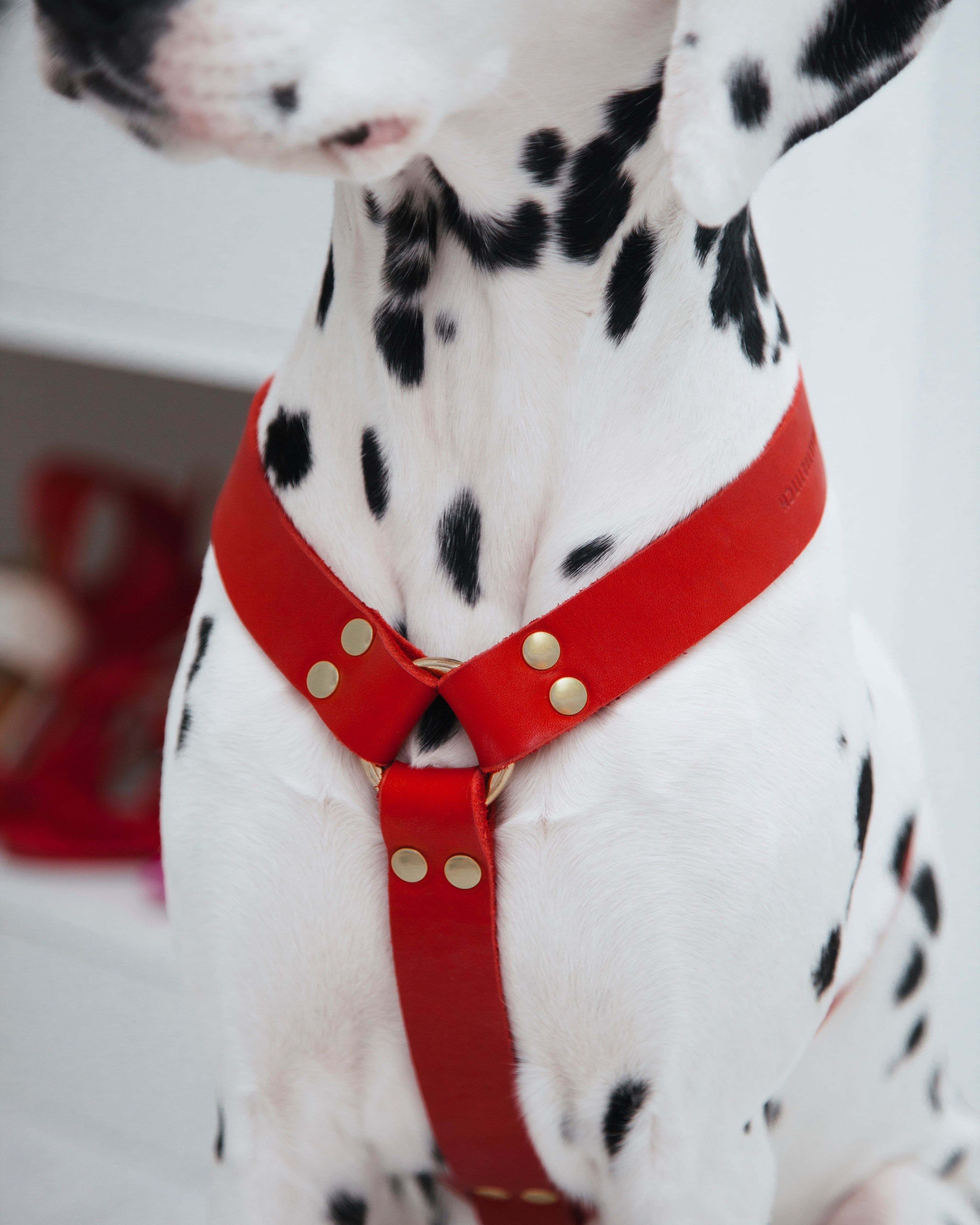 Molly and Stitch – Butter Y-Geschirr