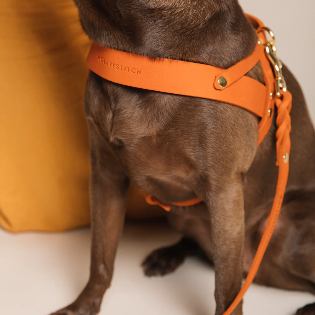 Molly and Stitch – Butter Hundegeschirr