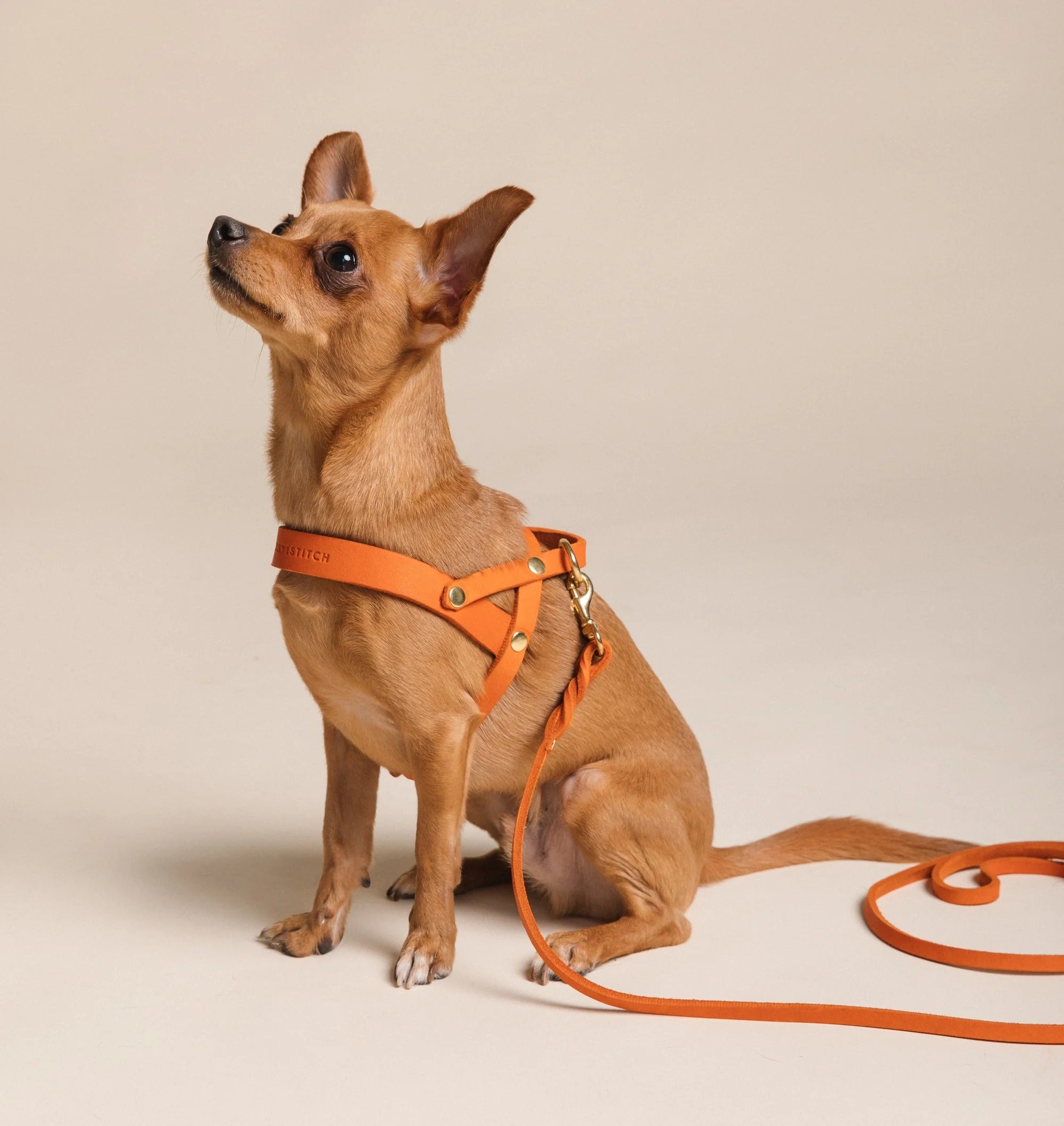 Molly and Stitch – Butter Hundegeschirr