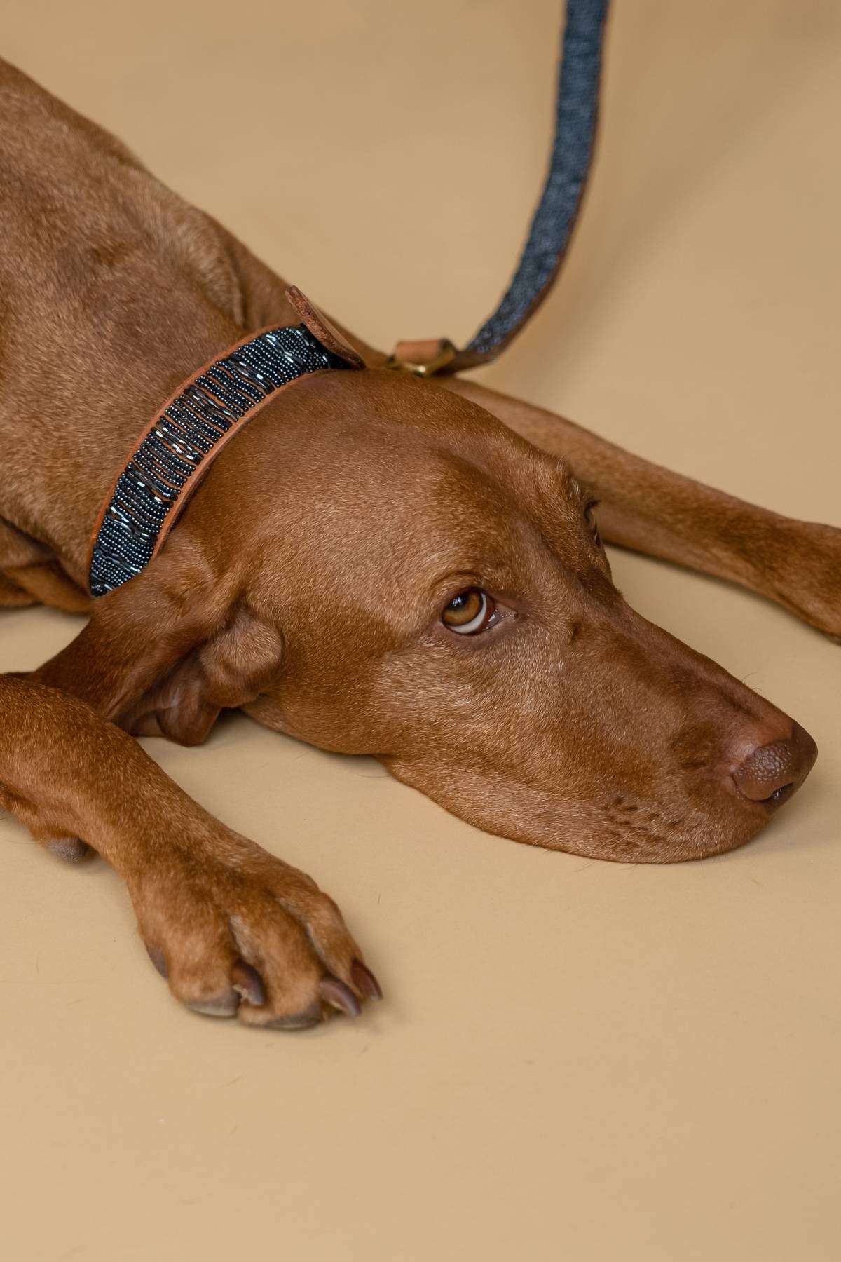 PLAKKIES – Hundehalsband Starry Night