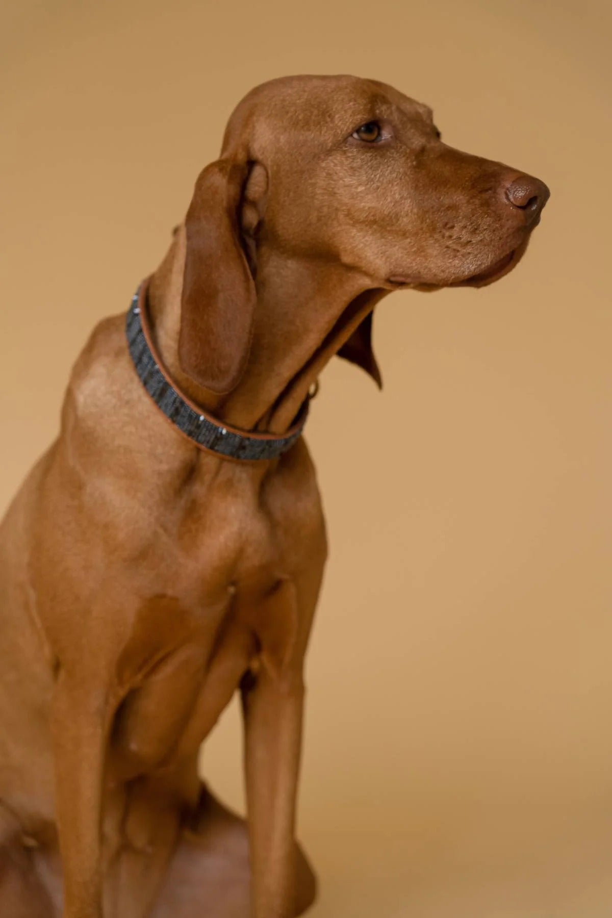 PLAKKIES – Hundehalsband Starry Night