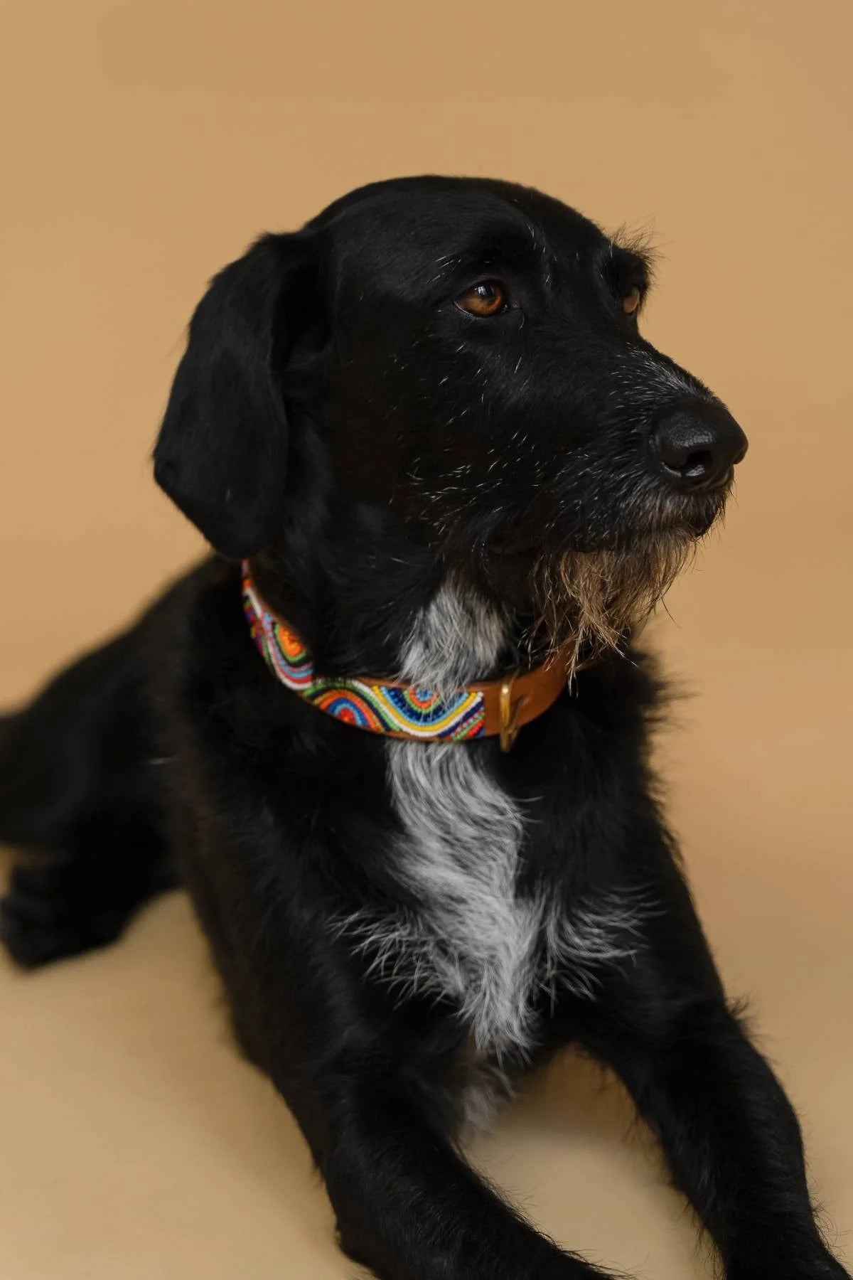 PLAKKIES – Hundehalsband Universe