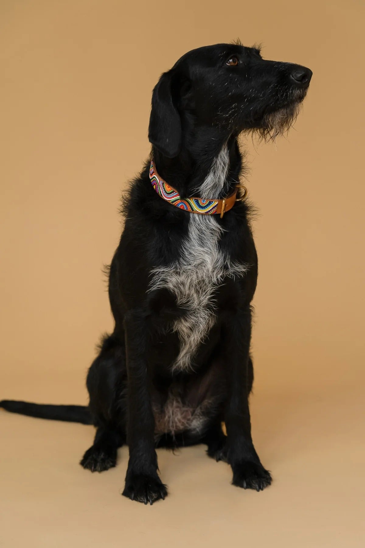 PLAKKIES – Hundehalsband Universe