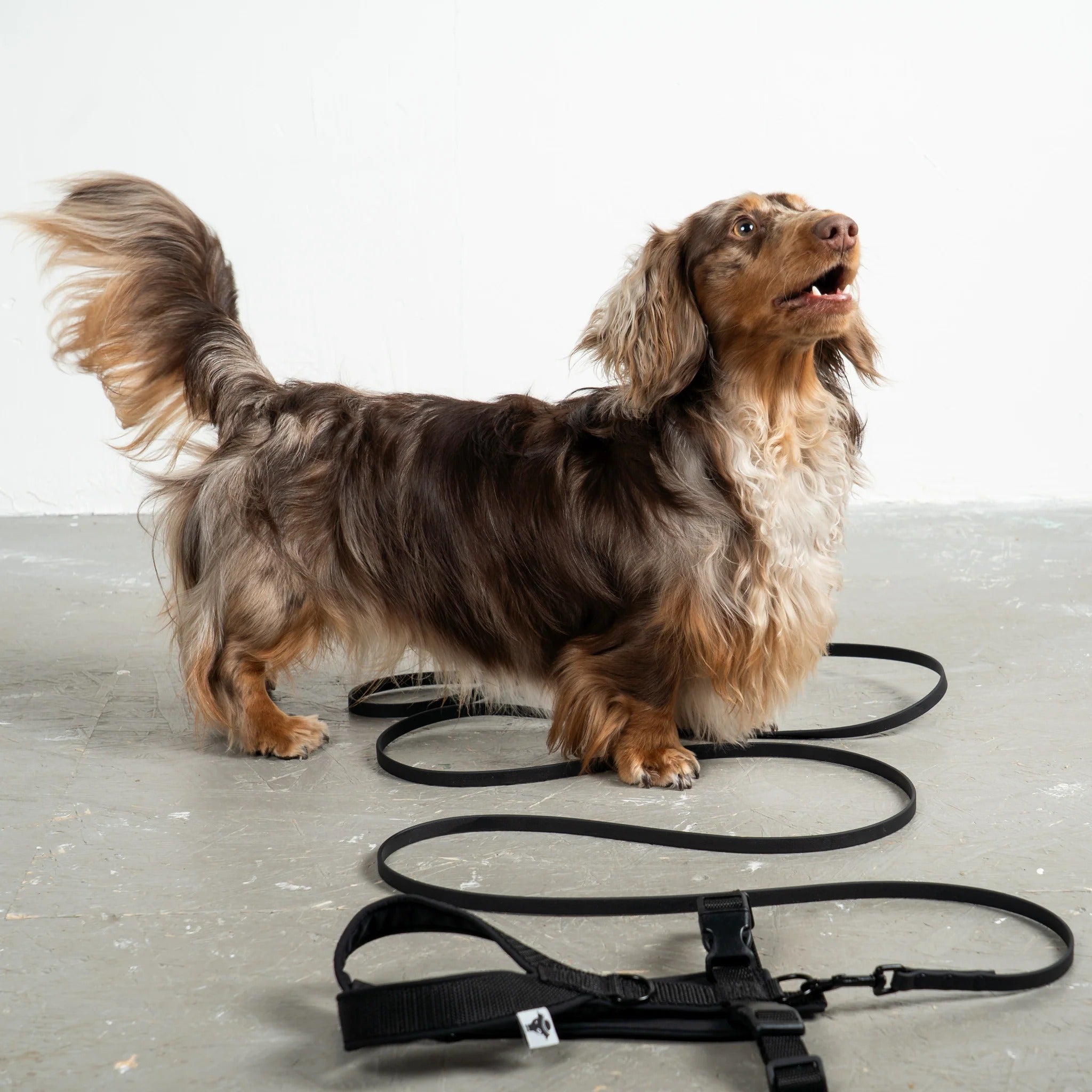 Karma Hund – Rainleash Slim - Schwarz