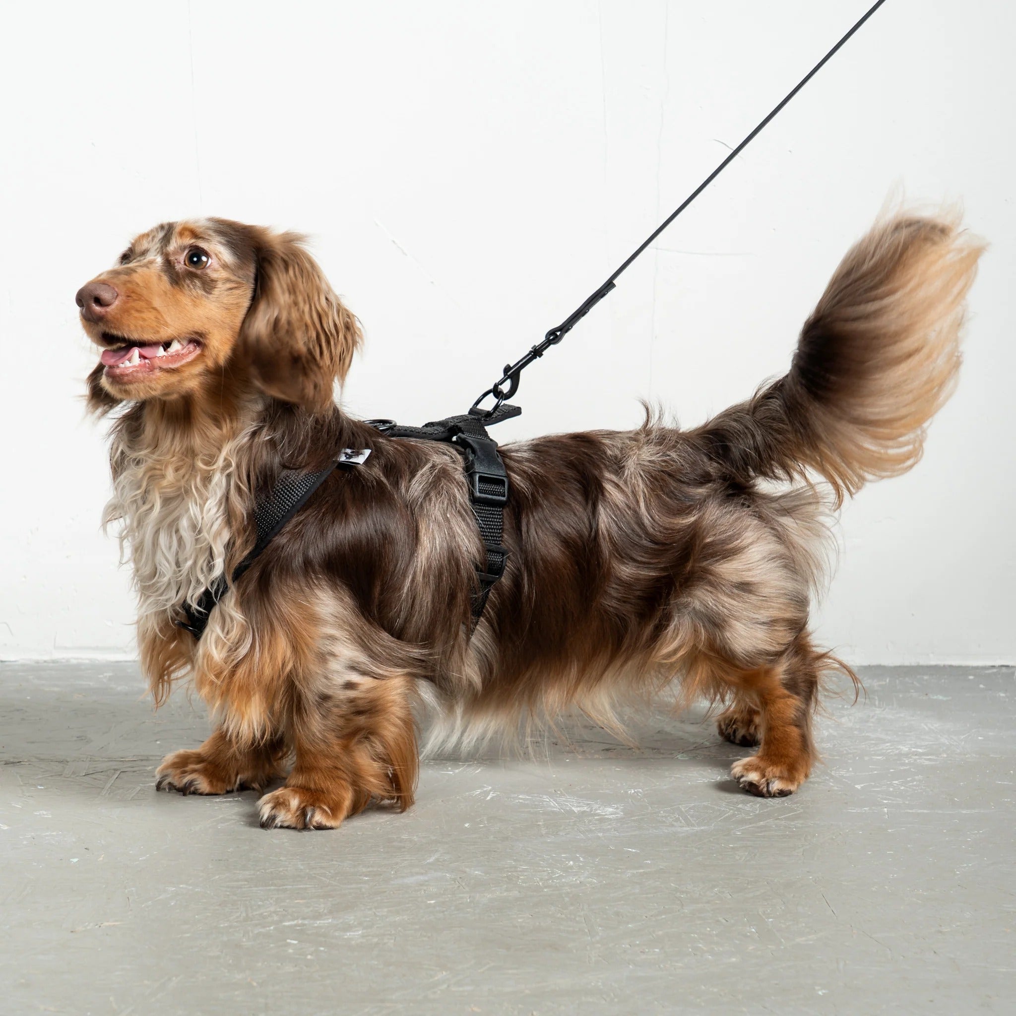 Karma Hund – Rainleash Slim - Schwarz