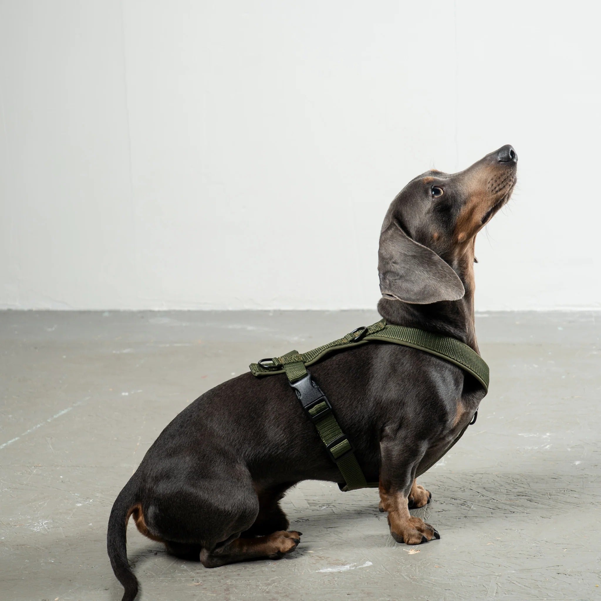 Karma Hund – Softshell Hundegeschirr Dackel