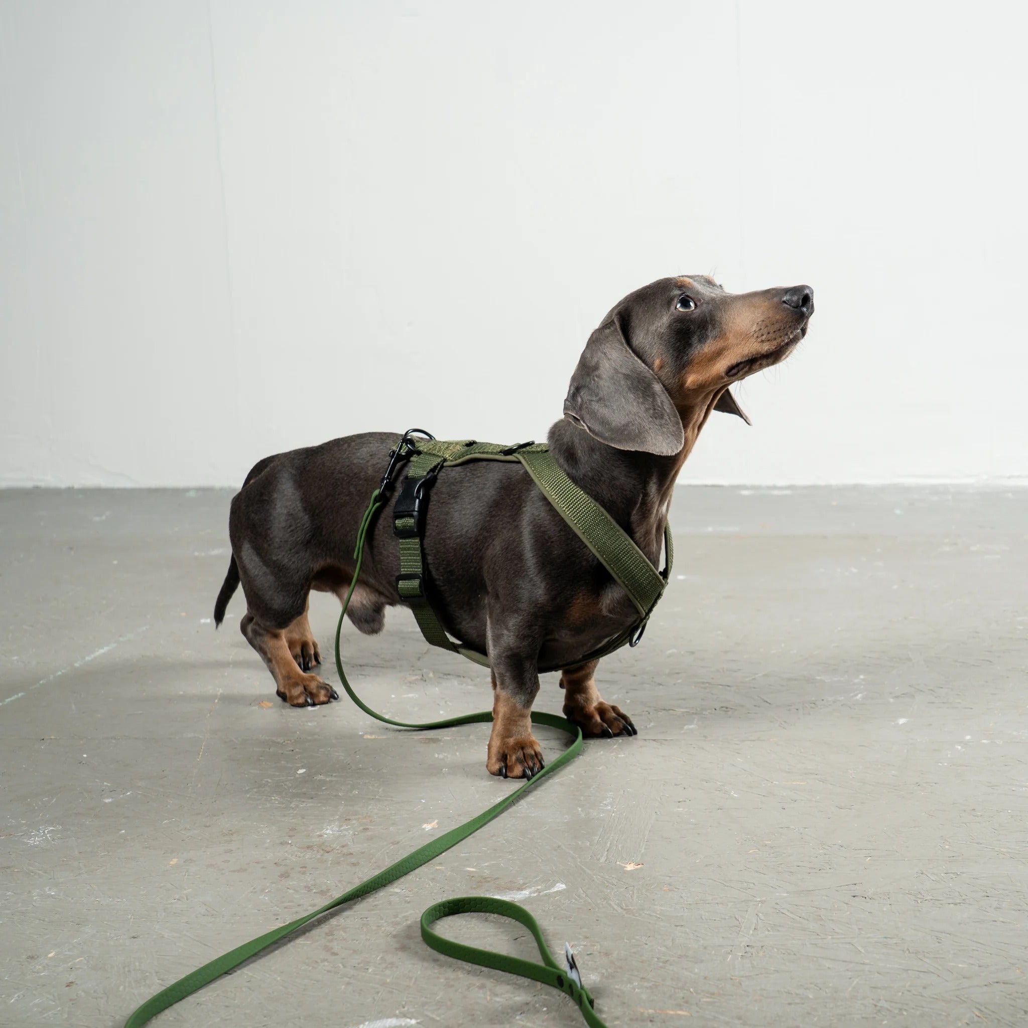 Karma Hund – Softshell Hundegeschirr Dackel