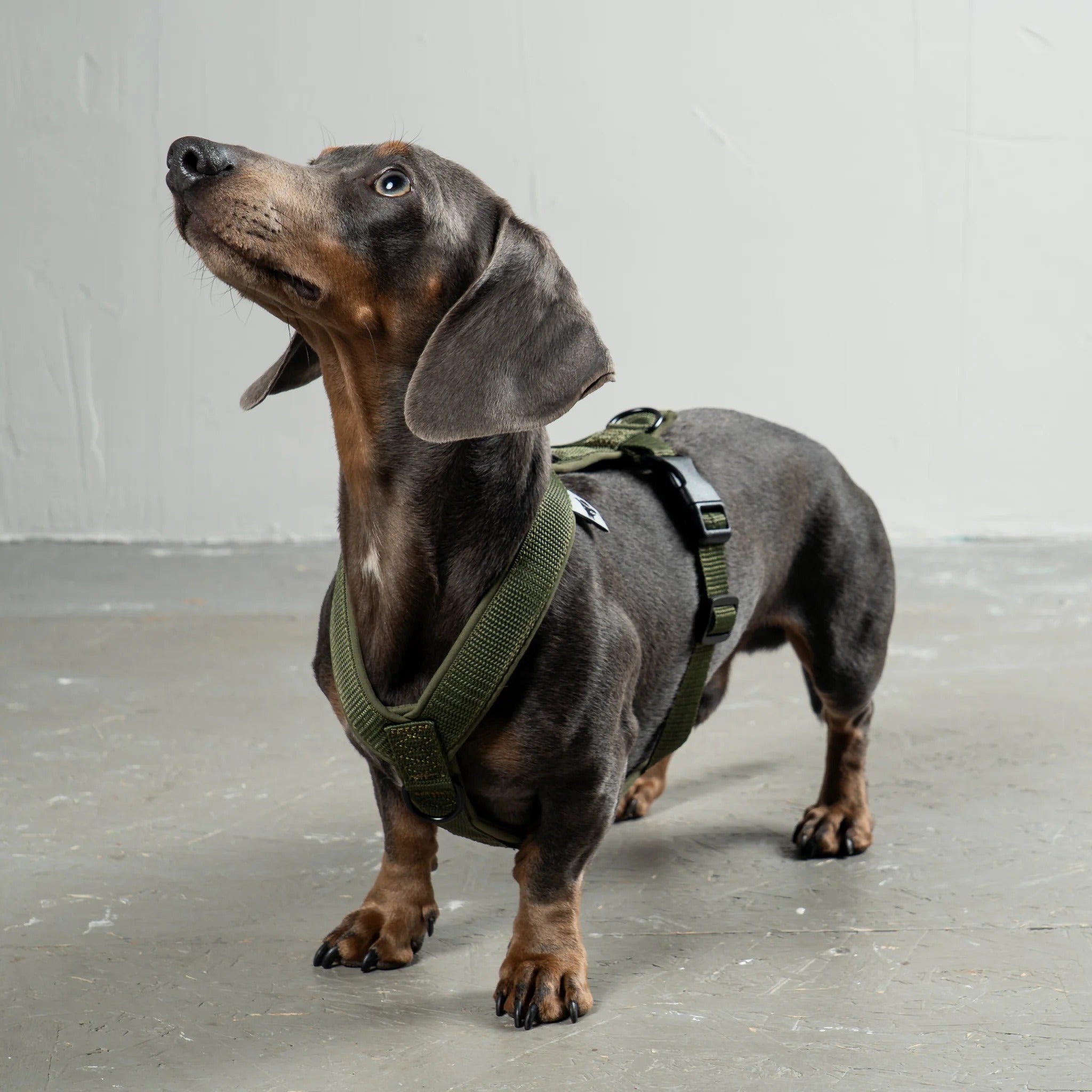 Karma Hund – Softshell Hundegeschirr Dackel