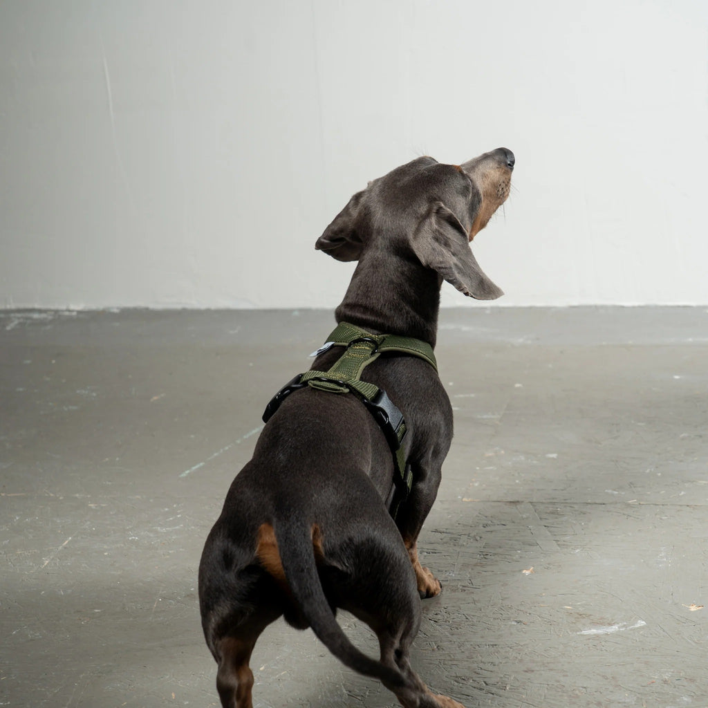 Karma Hund – Softshell Hundegeschirr Dackel