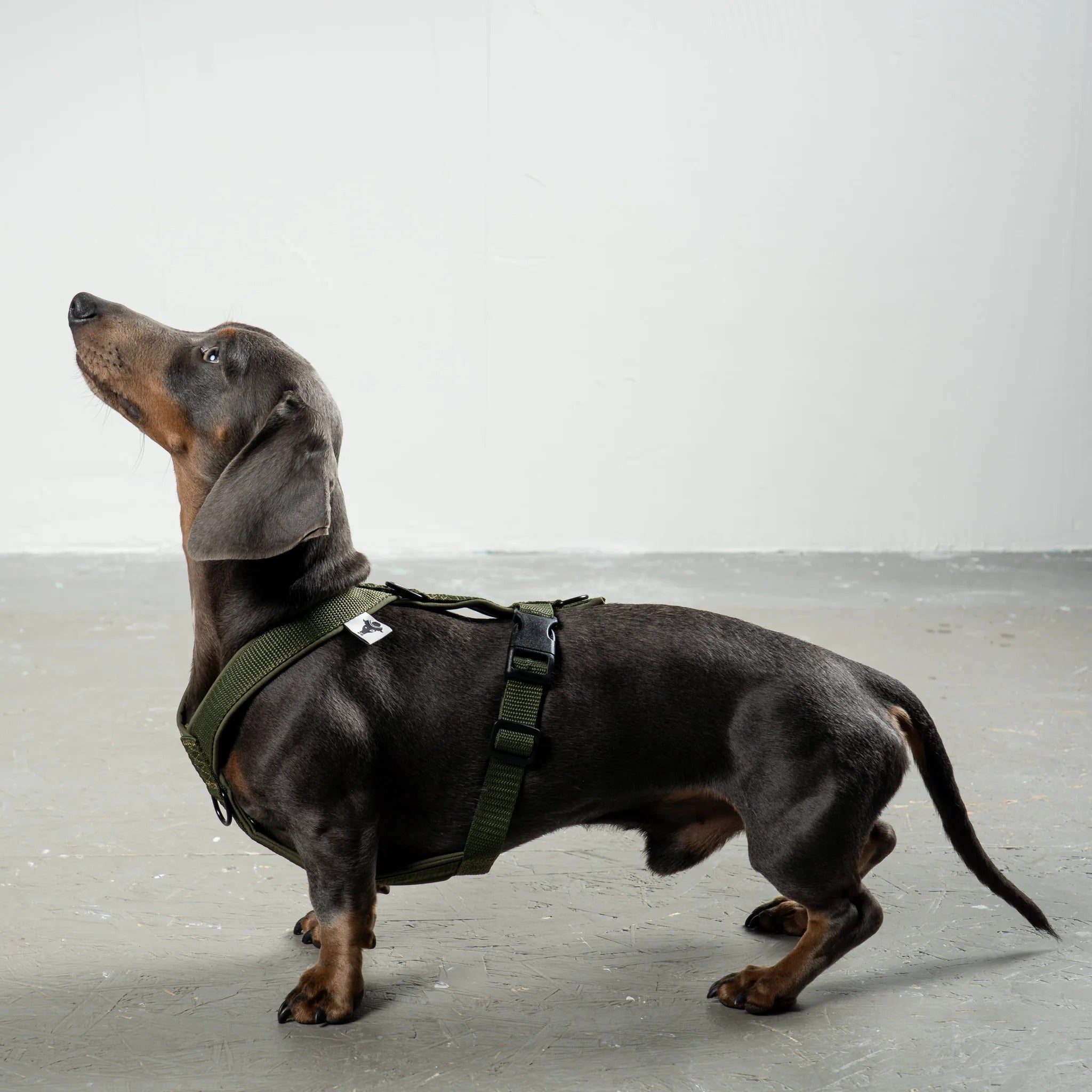 Karma Hund – Softshell Hundegeschirr Dackel