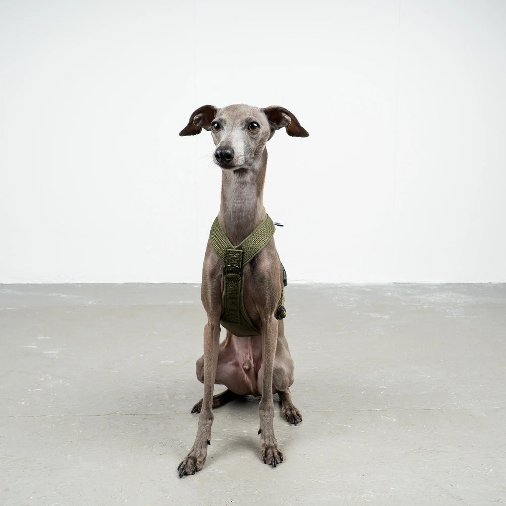 Karma Hund – Softshell Hundegeschirr Iggy