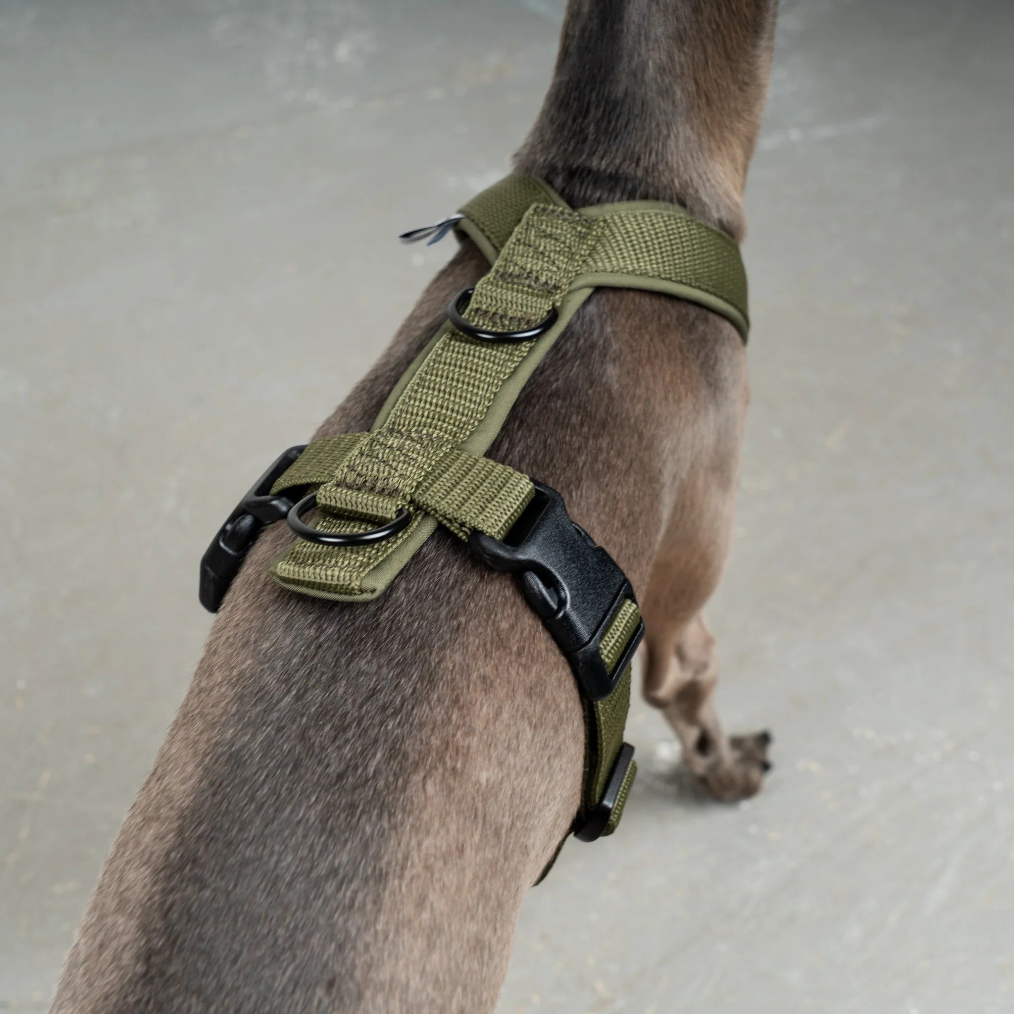 Karma Hund – Softshell Hundegeschirr Iggy
