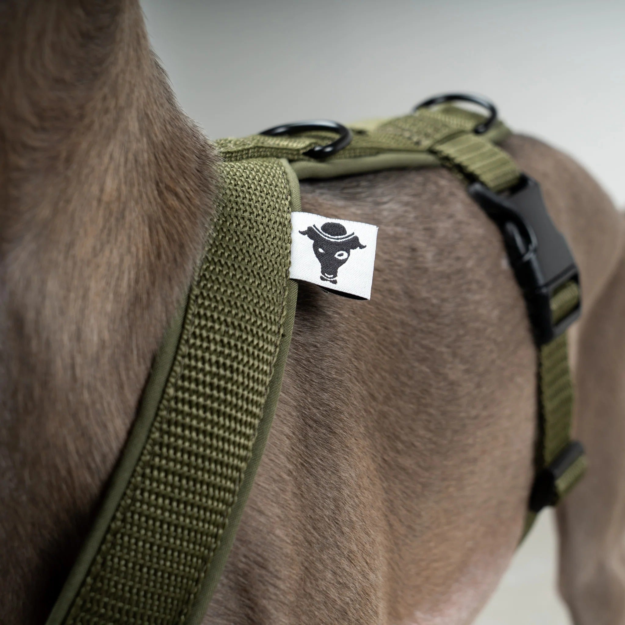 Karma Hund – Softshell Hundegeschirr Iggy