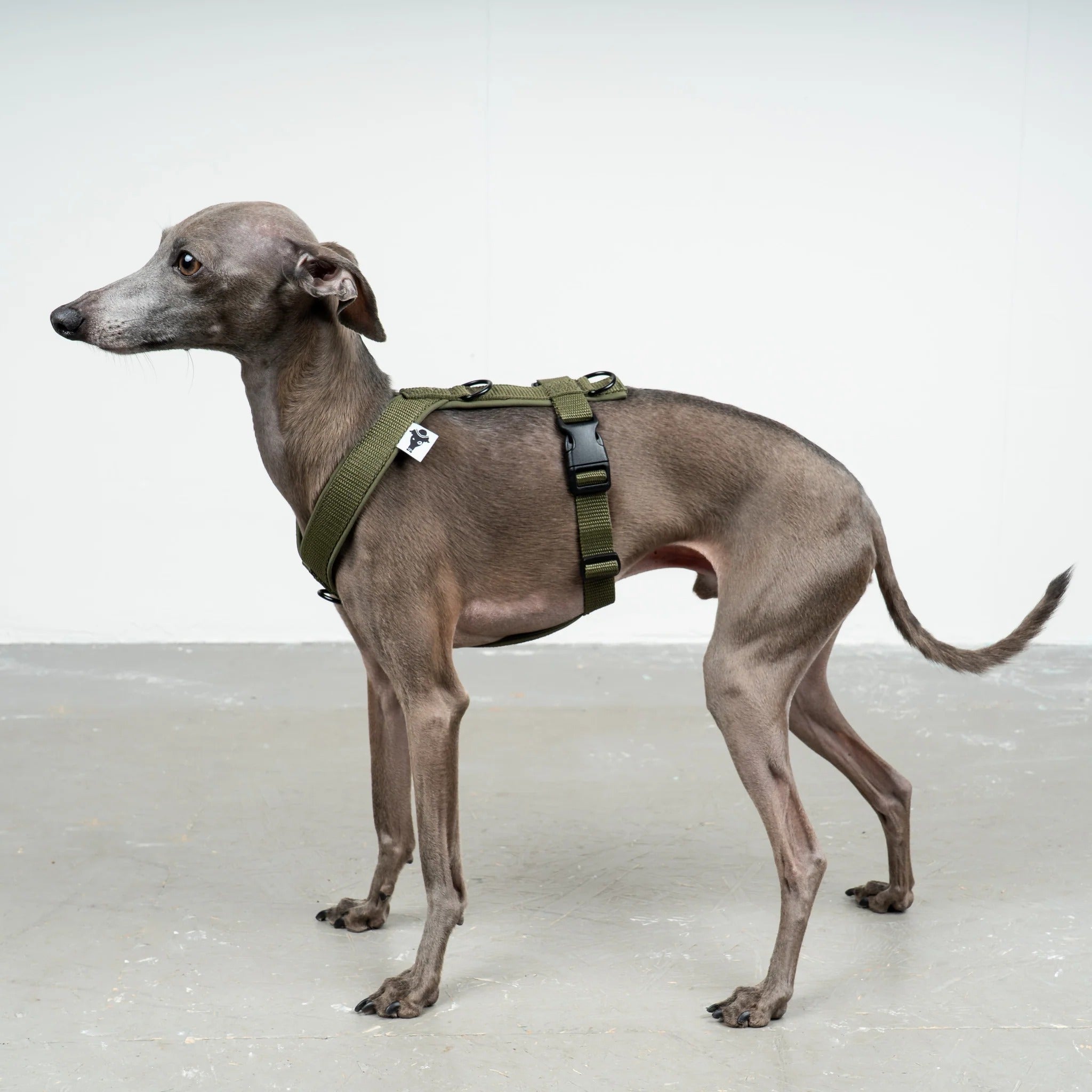 Karma Hund – Softshell Hundegeschirr Iggy