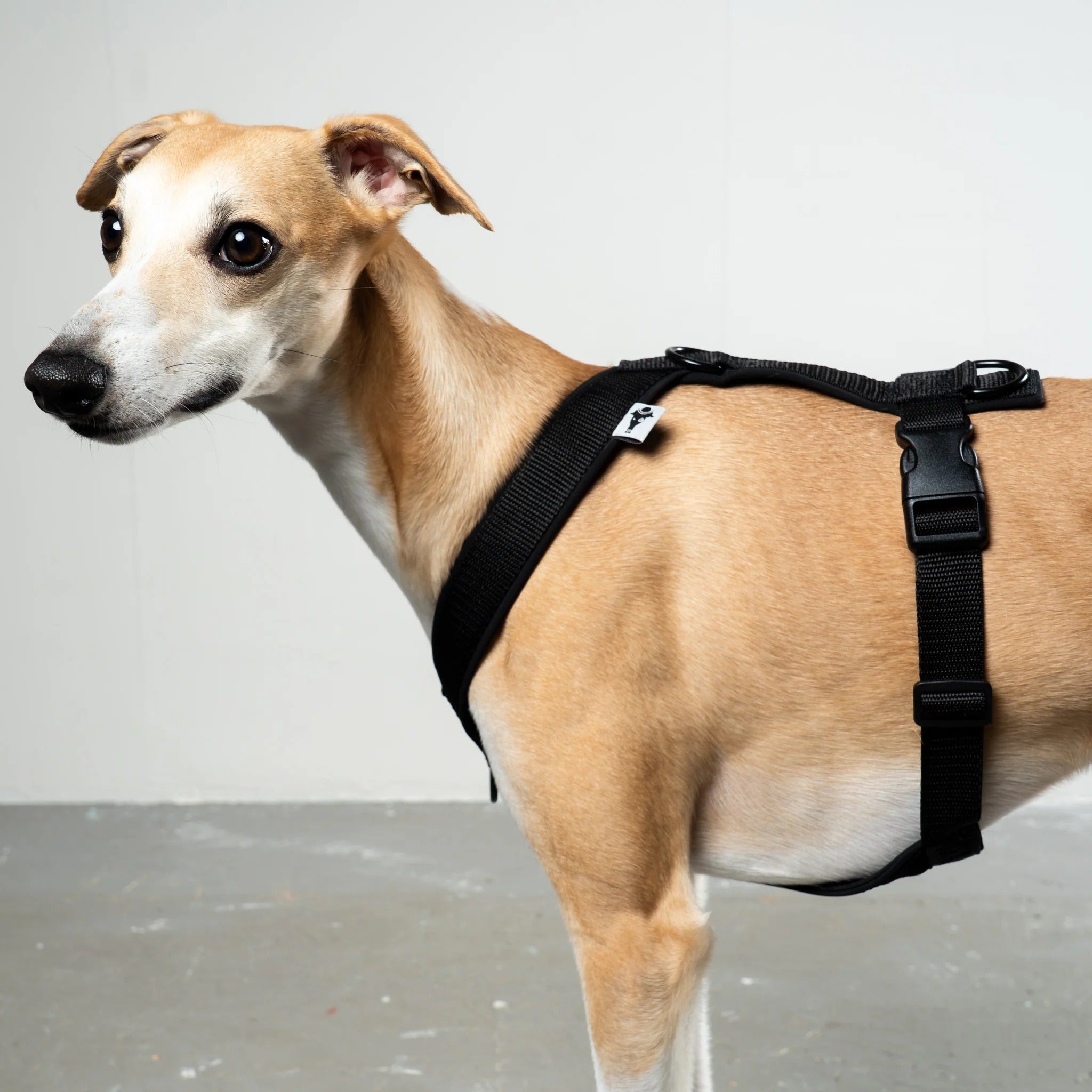 Karma Hund – Softshell Hundegeschirr Windhund