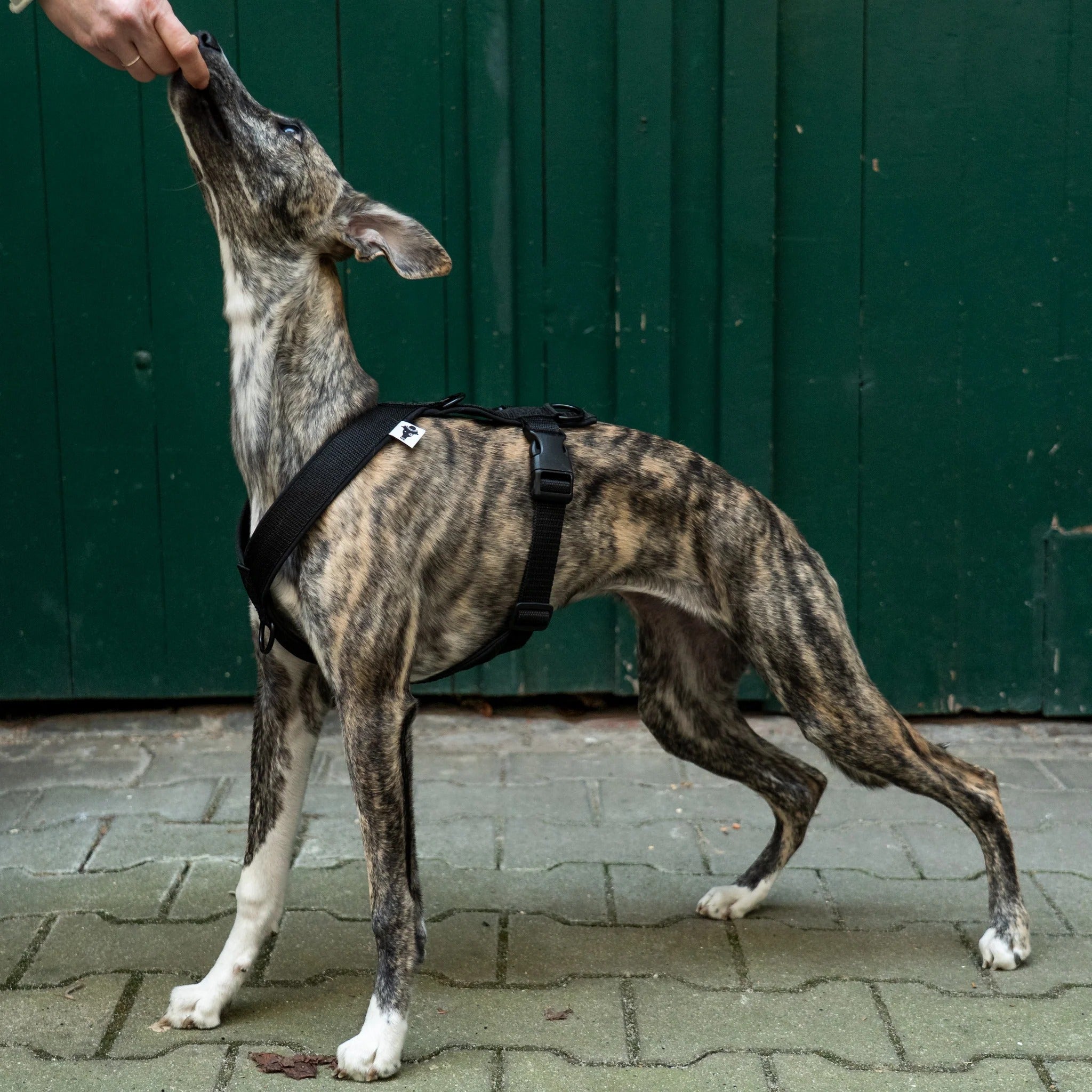 Karma Hund – Softshell Hundegeschirr Windhund
