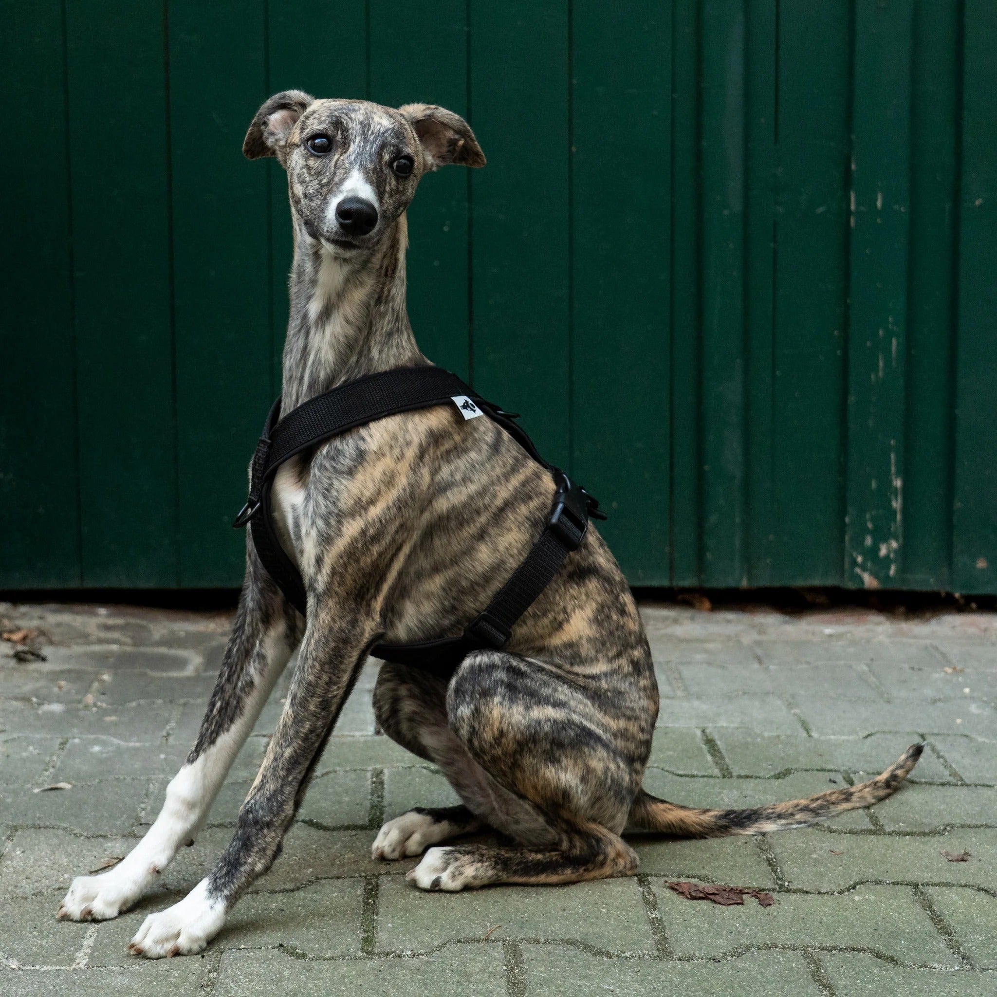 Karma Hund – Softshell Hundegeschirr Windhund