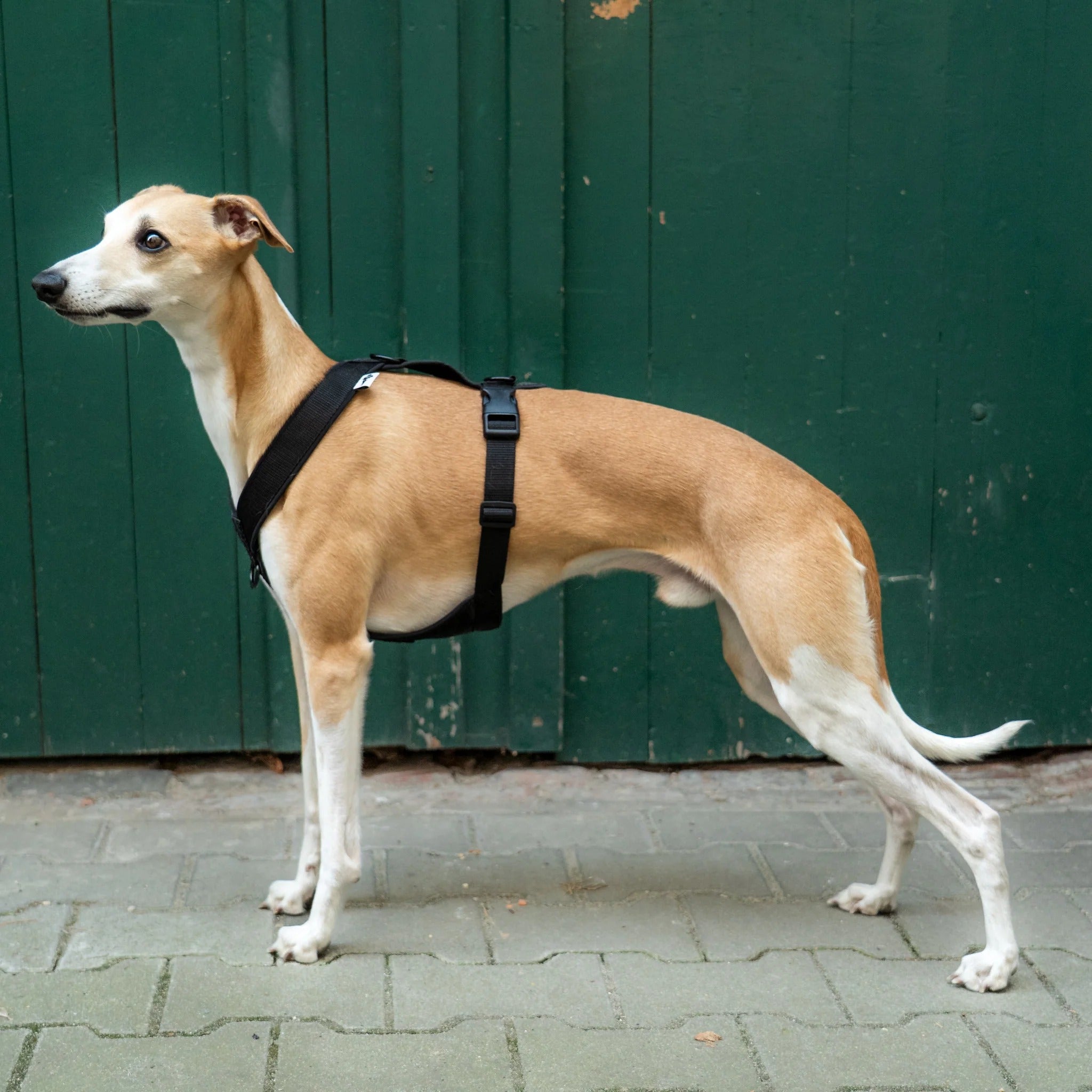 Karma Hund – Softshell Hundegeschirr Windhund