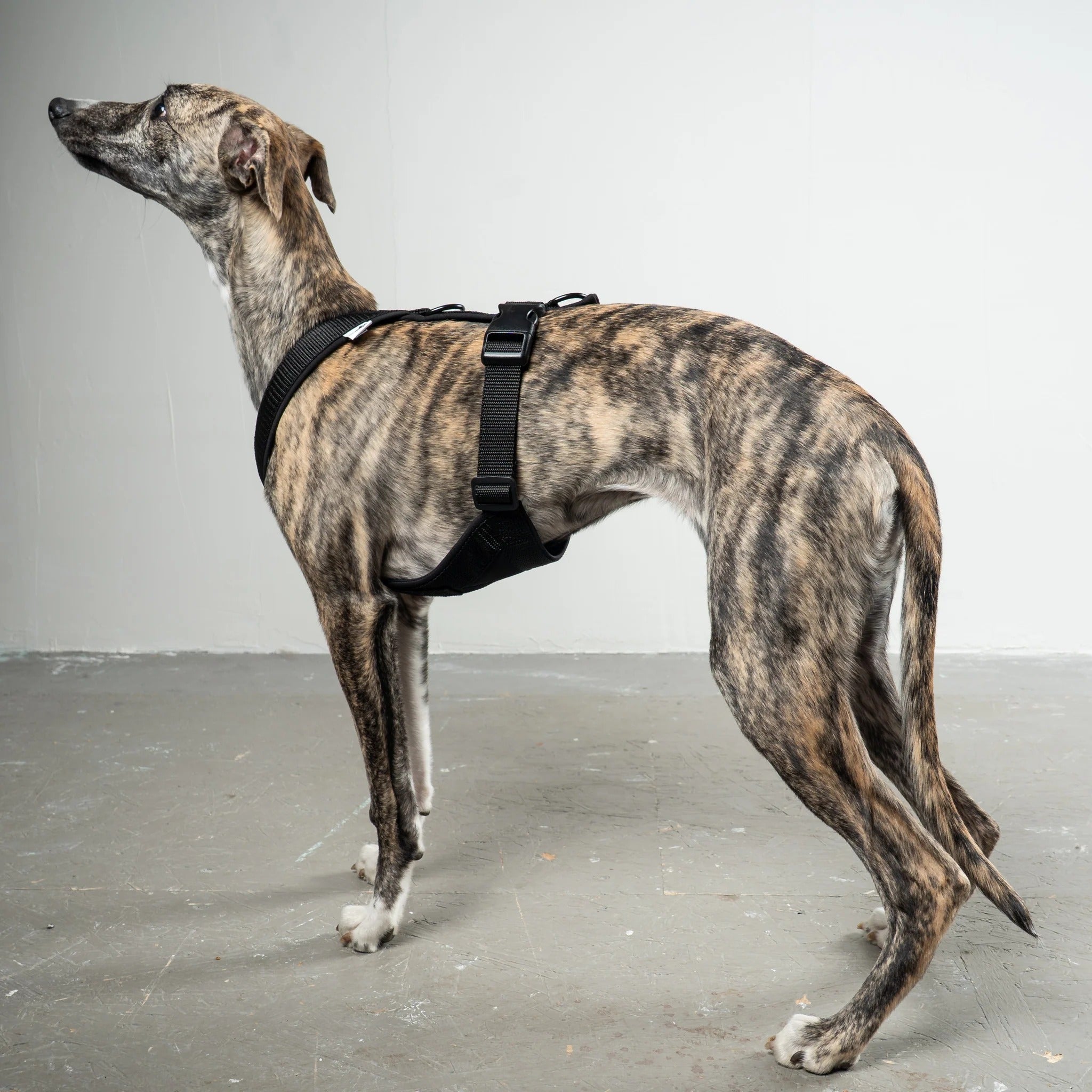 Karma Hund – Softshell Hundegeschirr Windhund