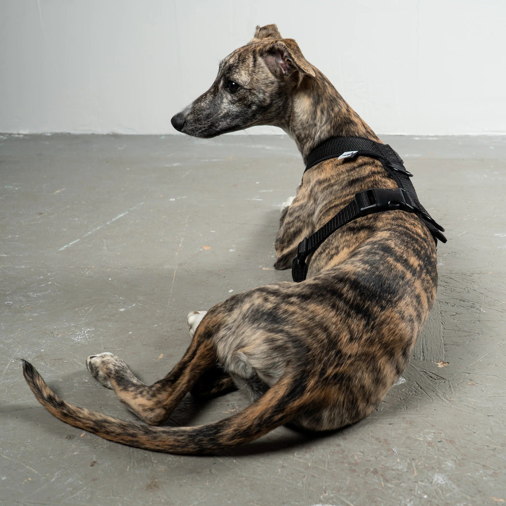 Karma Hund – Softshell Hundegeschirr Windhund