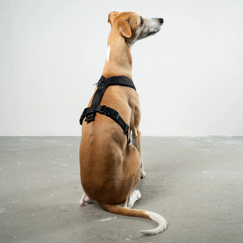 Karma Hund – Softshell Hundegeschirr Windhund