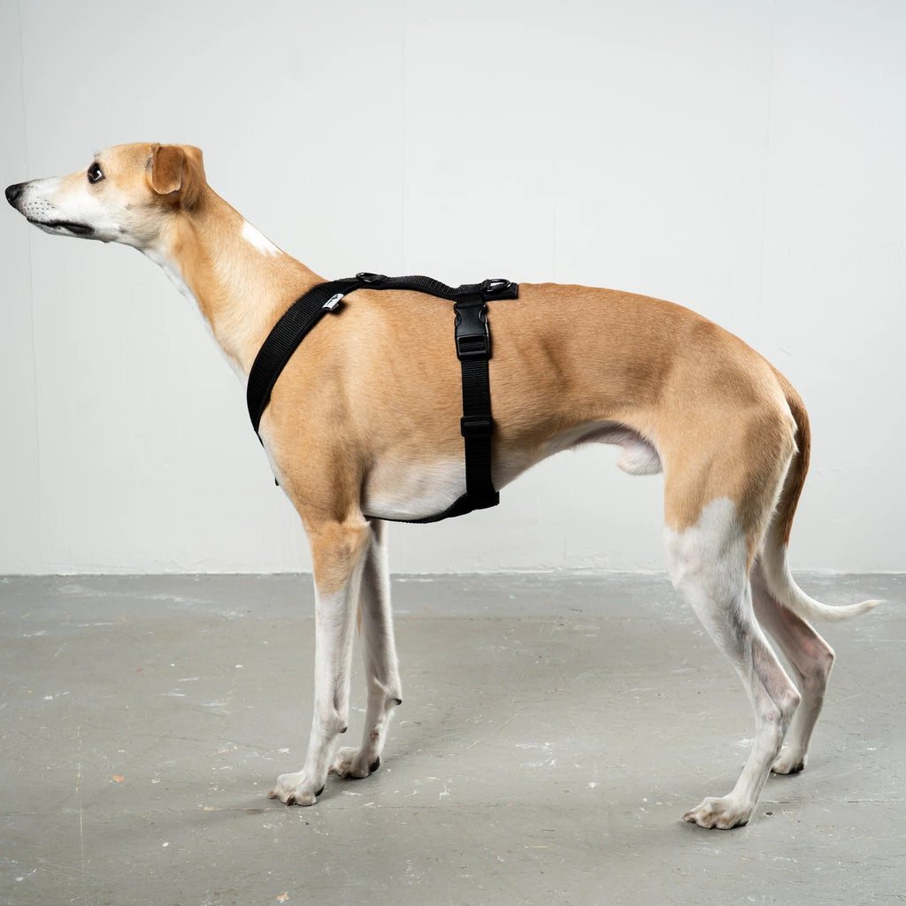 Karma Hund – Softshell Hundegeschirr Windhund