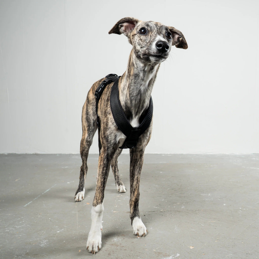 Karma Hund – Softshell Hundegeschirr Windhund