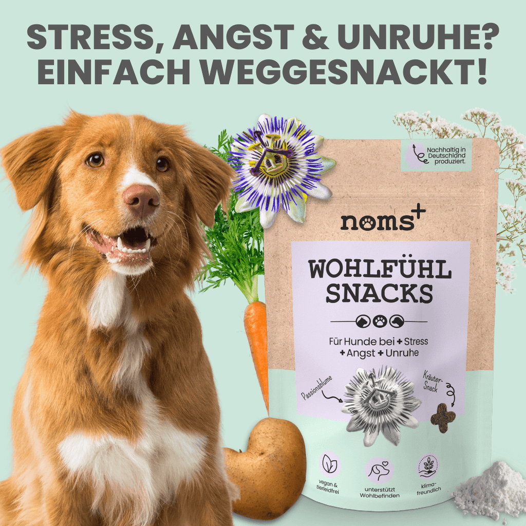 noms+ – Wohlfühlsnacks für Hunde