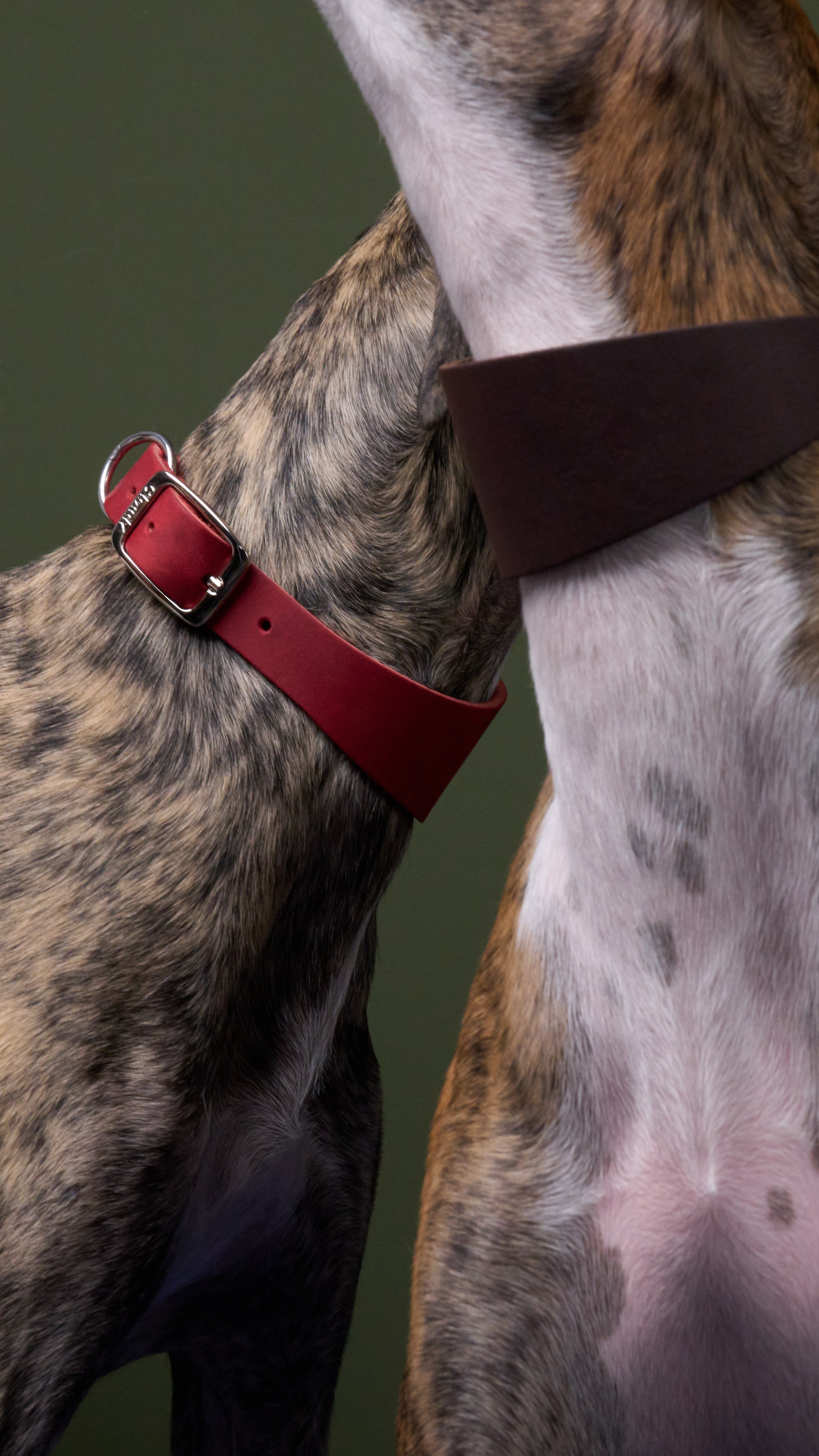 CLOUD7 - Windhundhalsband Regent Park
