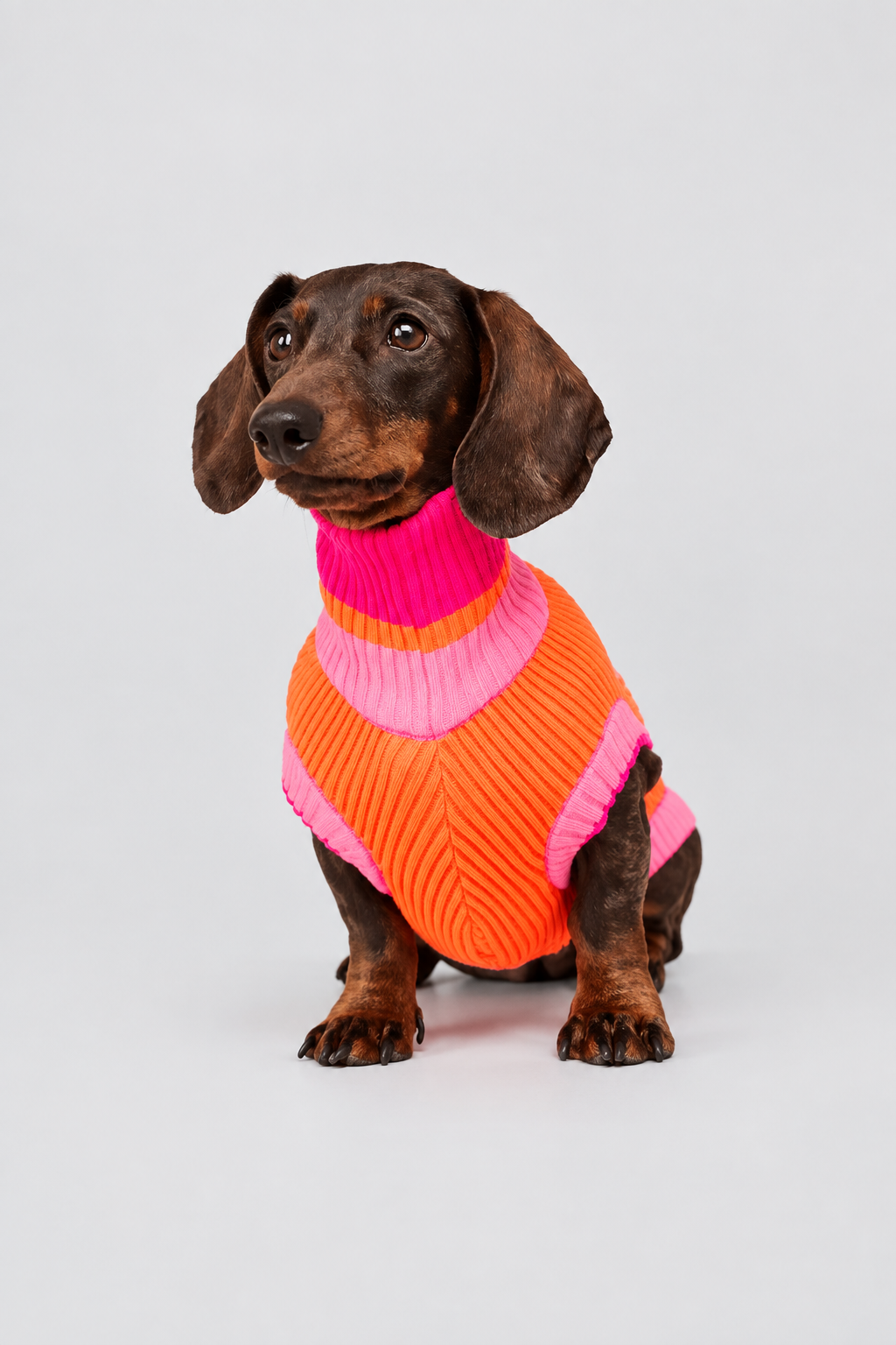 Hund im lumiies GLOW JUMPER 2.0 Sunny Tangerine mit mehr Rand auf hellem Hintergrund