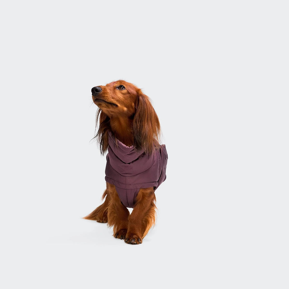 CLOUD7 - Hundemantel Dackel Alaska Dark Aubergine
