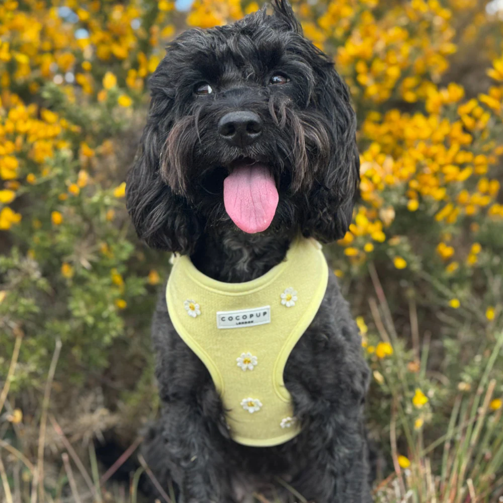 Cocopup – Buttercup Hundegeschirr mit verstellbarem Halsbereich