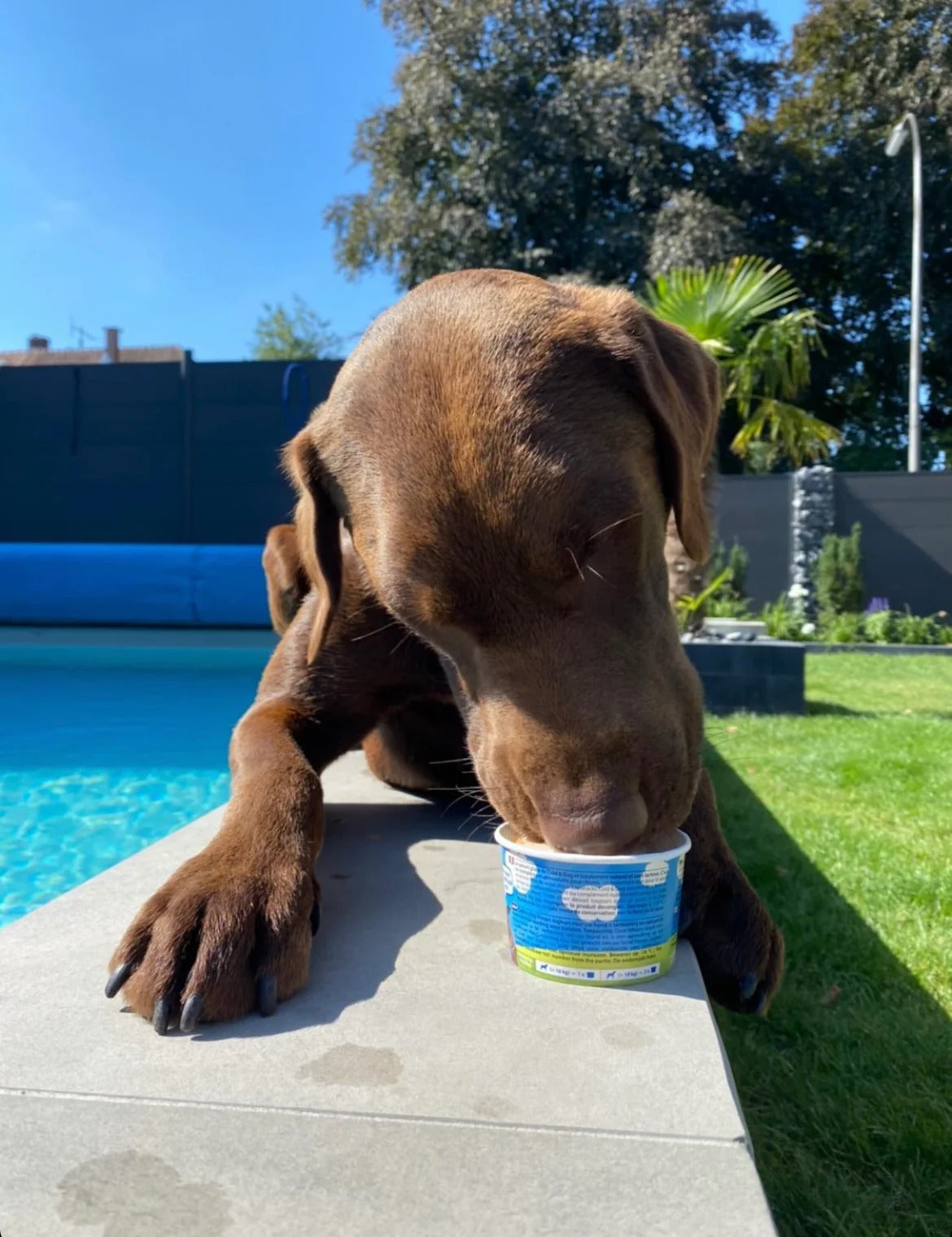 Cold&Dog – Hundeeis Wassermelone Feta 90ml