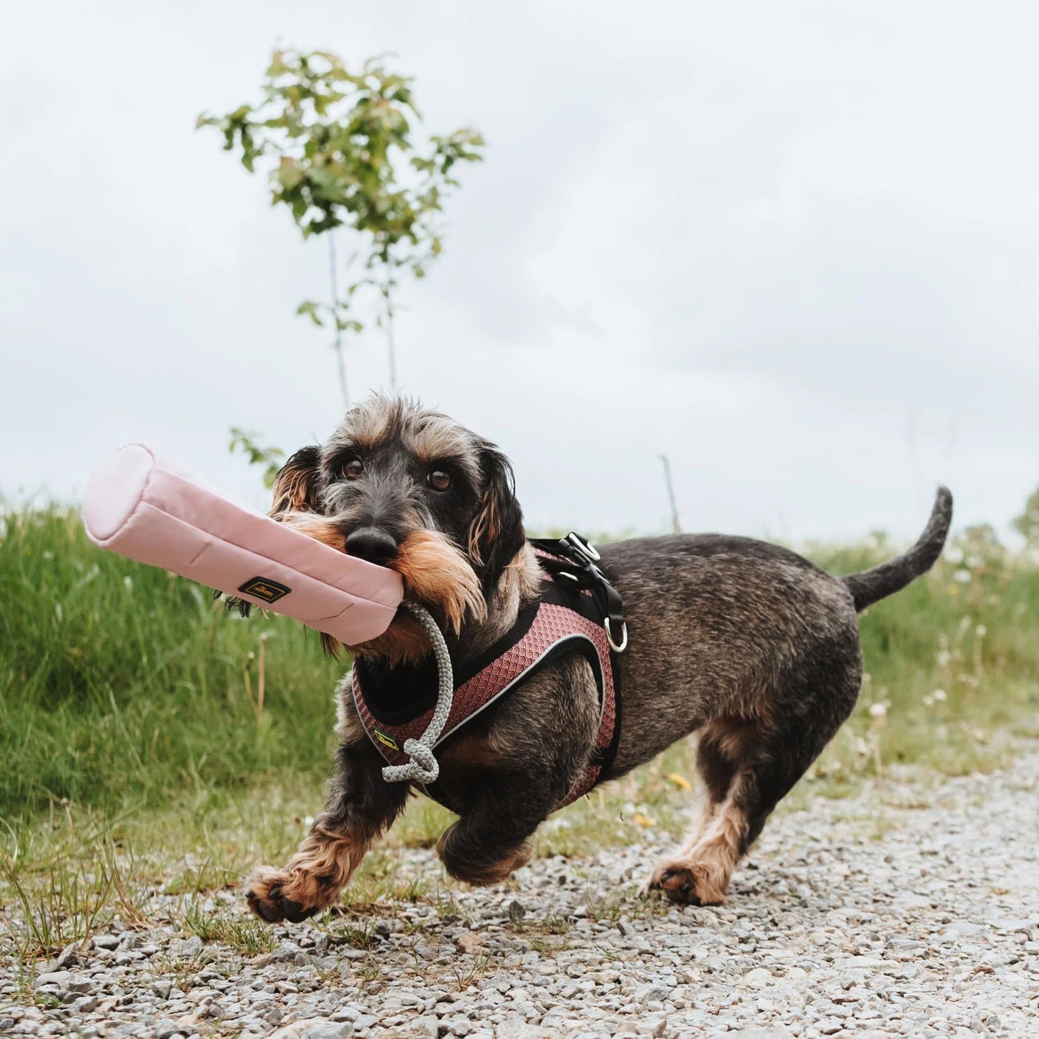 Hunter – Dummy Trainer Snack mit Seil